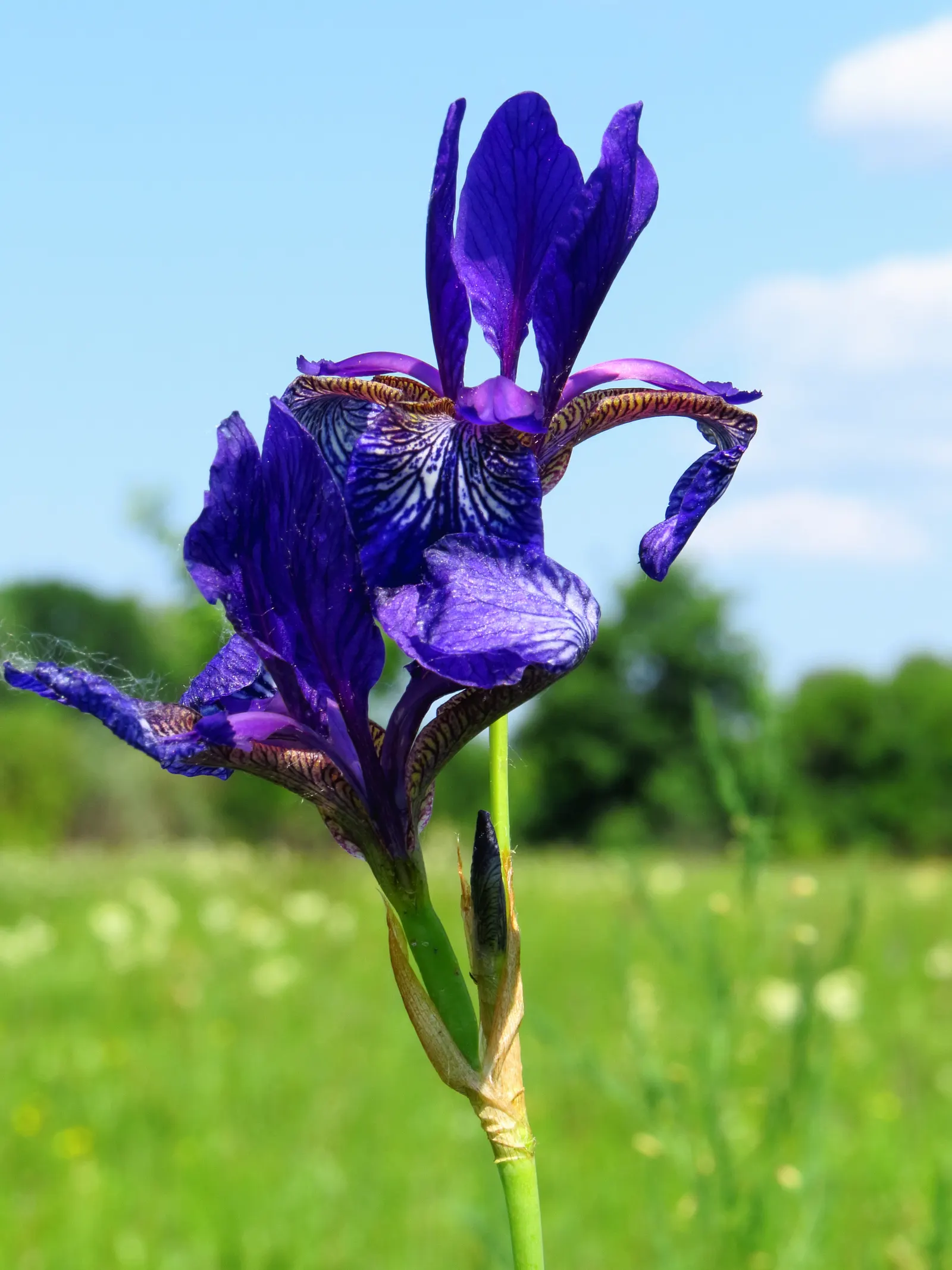 Siberian Iris (Iris Sibirica) — grass-like leaves and striking; blue and multi-colored and violet flowers in the garden, image 55