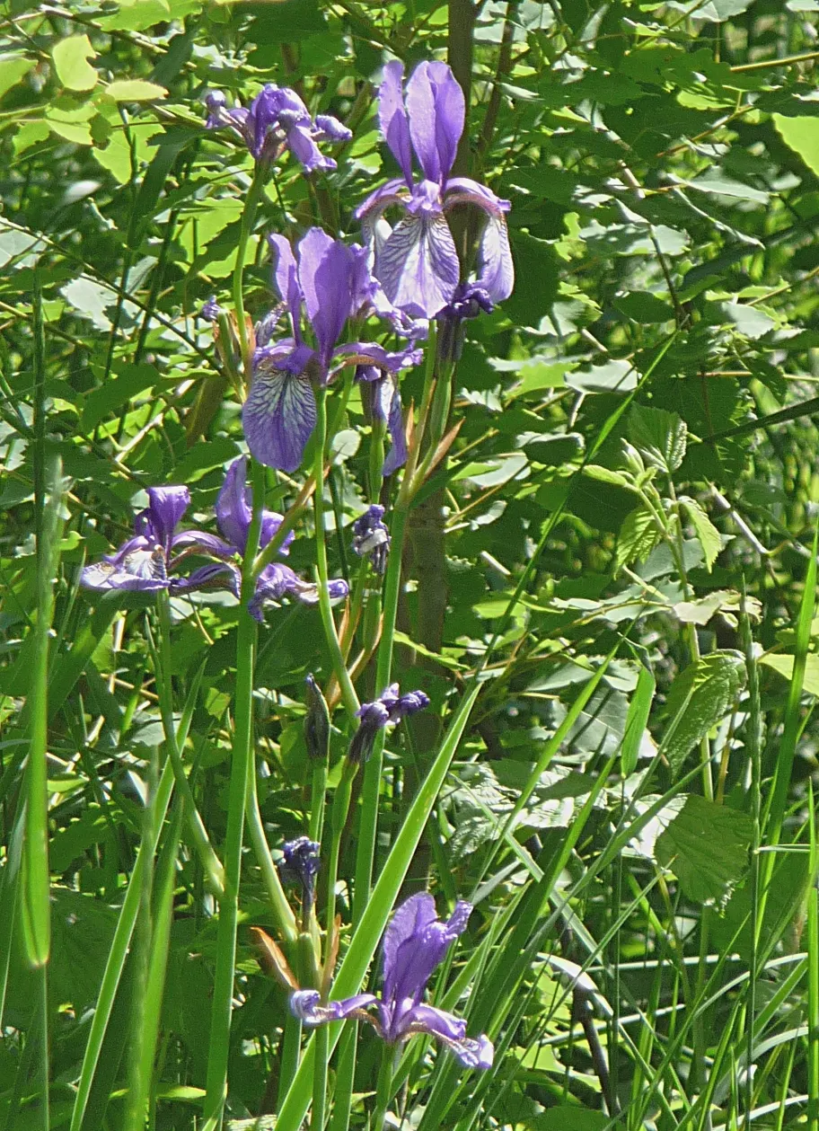 Siberian Iris (Iris Sibirica) — adding both a functional and enchanting element to the garden setting; the Siberian Iris produces several exquisite, image 67