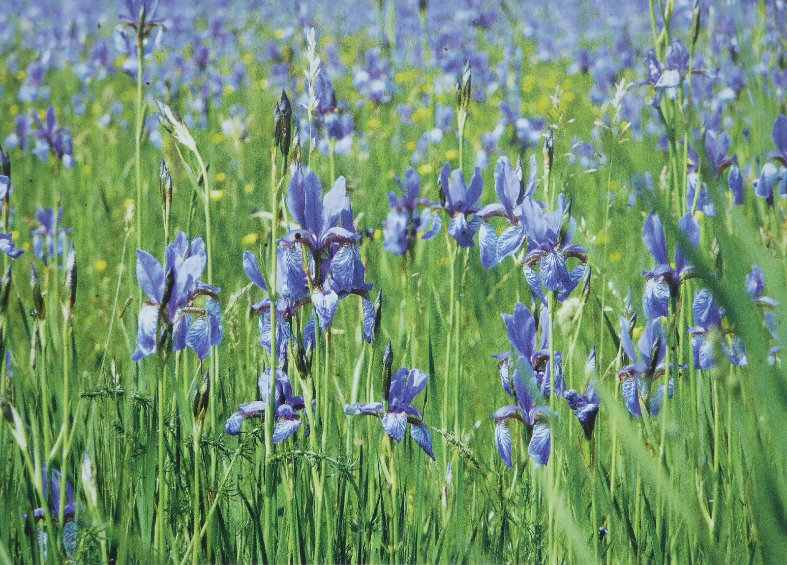 Siberian Iris (Iris Sibirica) — Thrives in full to partial sunlight and prefers moist, well-drained soil; typically reaching heights between 2 to 4, image 77