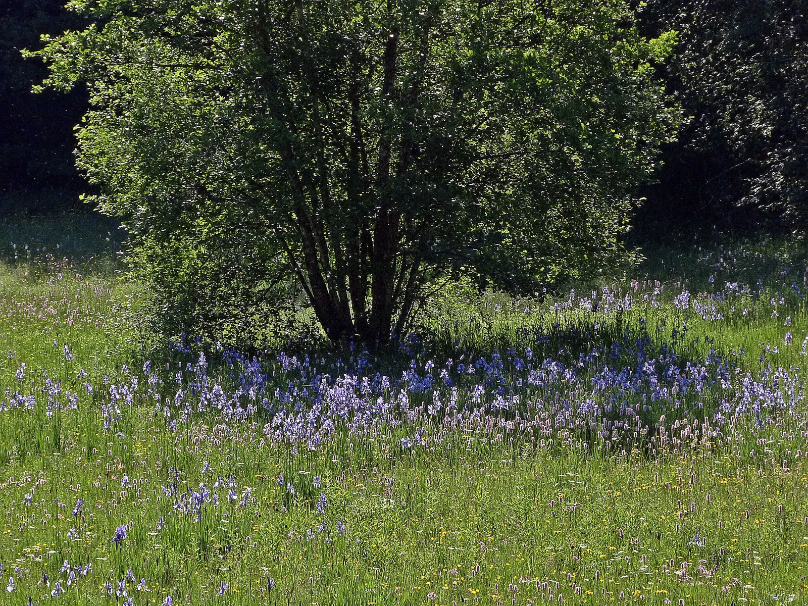 Siberian Iris (Iris Sibirica) — requiring minimal care once established; when incorporating Iris sibirica into a landscape plan, image 113