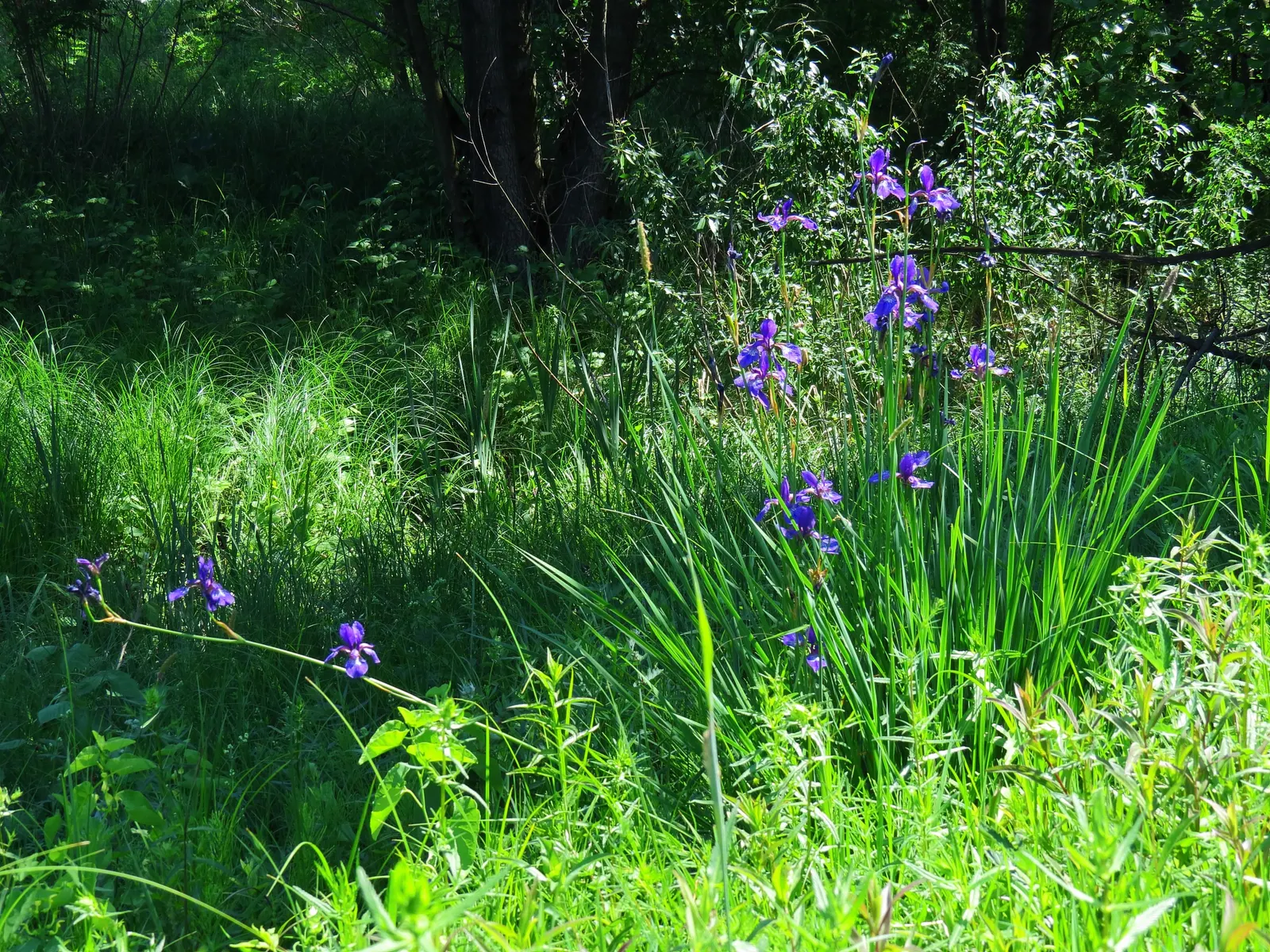 Siberian Iris (Iris Sibirica) — When incorporating Iris sibirica into a landscape plan; requiring minimal care once established, image 116