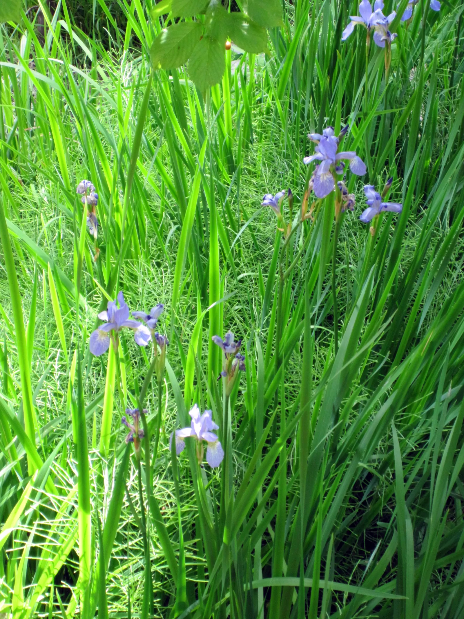 Siberian Iris (Iris Sibirica) — respectively - that are characteristic of irises.<br><br>For optimal growth; this elegant iris adds vertical, image 132