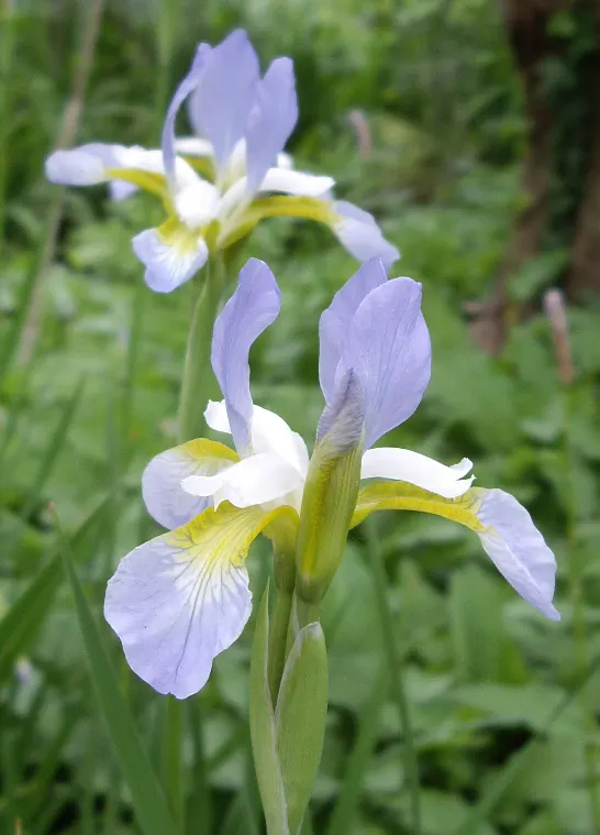 Siberian Iris (Iris Sibirica) — This elegant plant bears vibrant blue to purple flowers in late spring; it is also deer-resistant and draws in, image 51