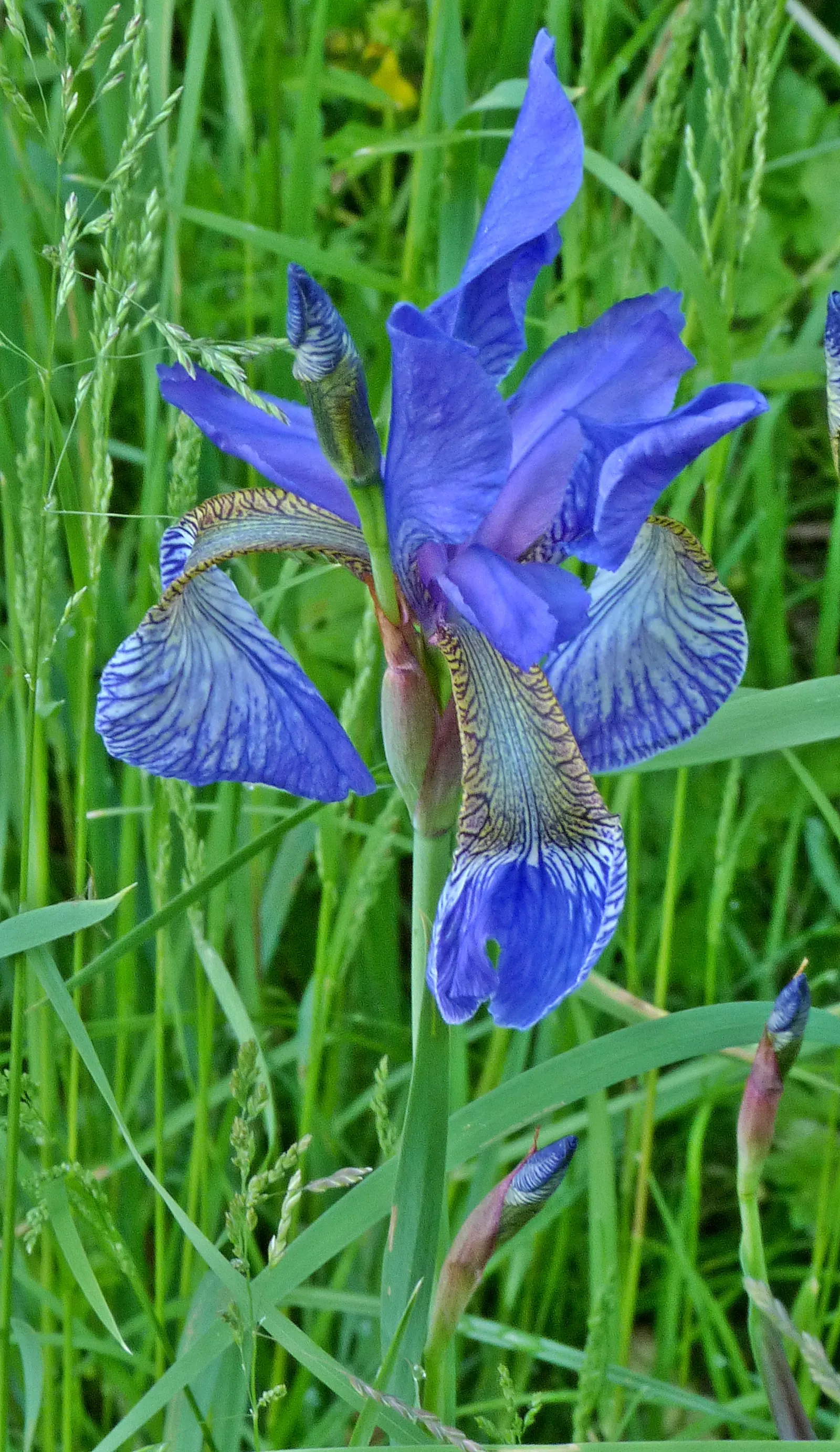 Siberian Iris (Iris Sibirica) — perennial with blue and multi-colored and violet blooms; it thrives in well-draining soil but is notably tolerant, image 95