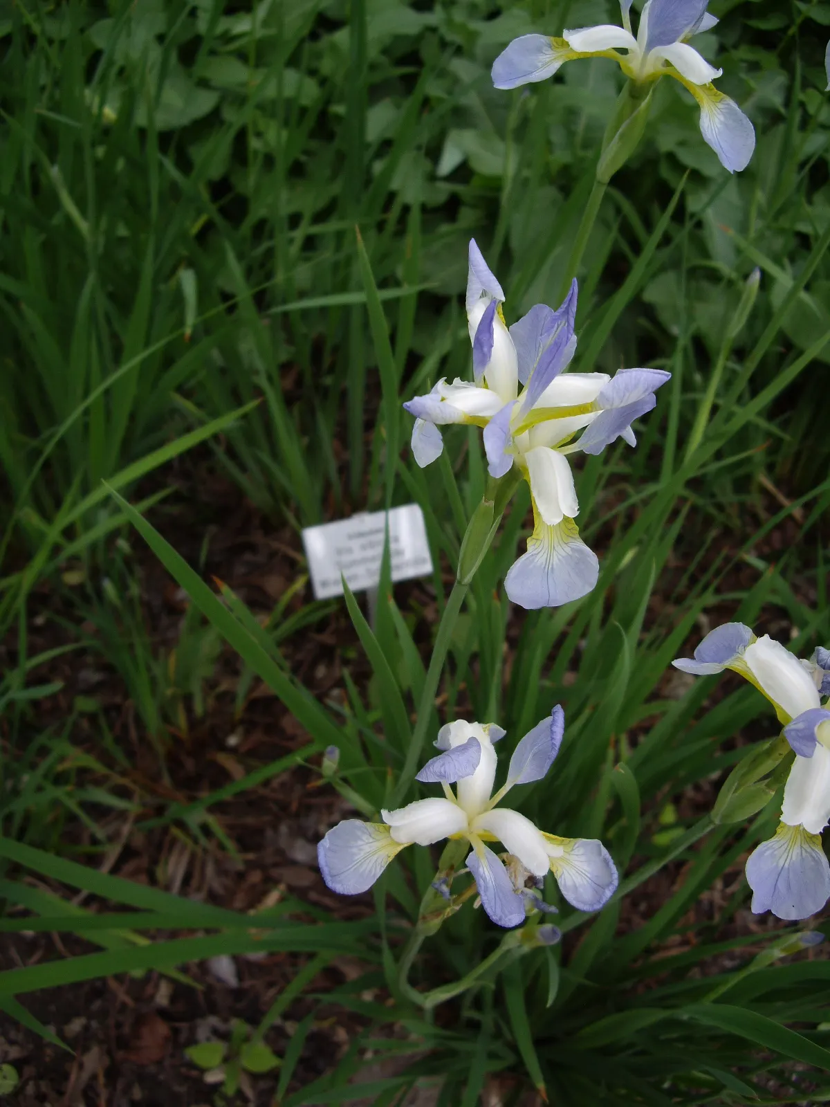 Siberian Iris (Iris Sibirica) — Iris sibirica should be planted in a location that receives full sun to part shade; this iris is hardy in USDA zones 3 through 8