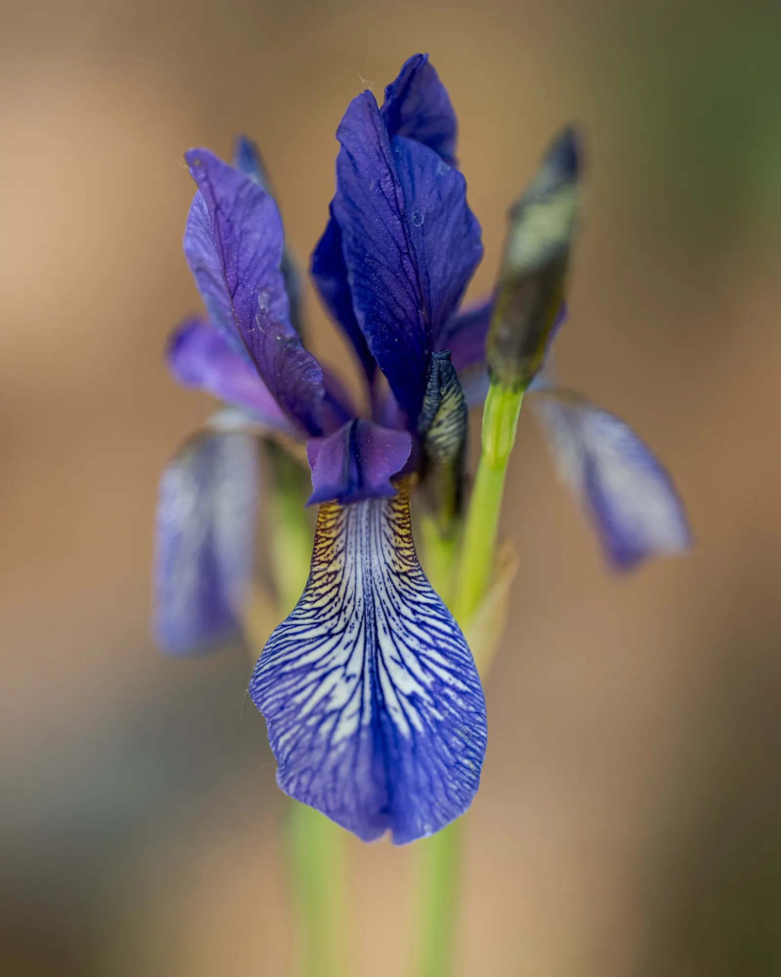 Siberian Iris (Iris Sibirica) — This iris is hardy in USDA zones 3 through 8; iris sibirica should be planted in a location that receives full sun, image 88
