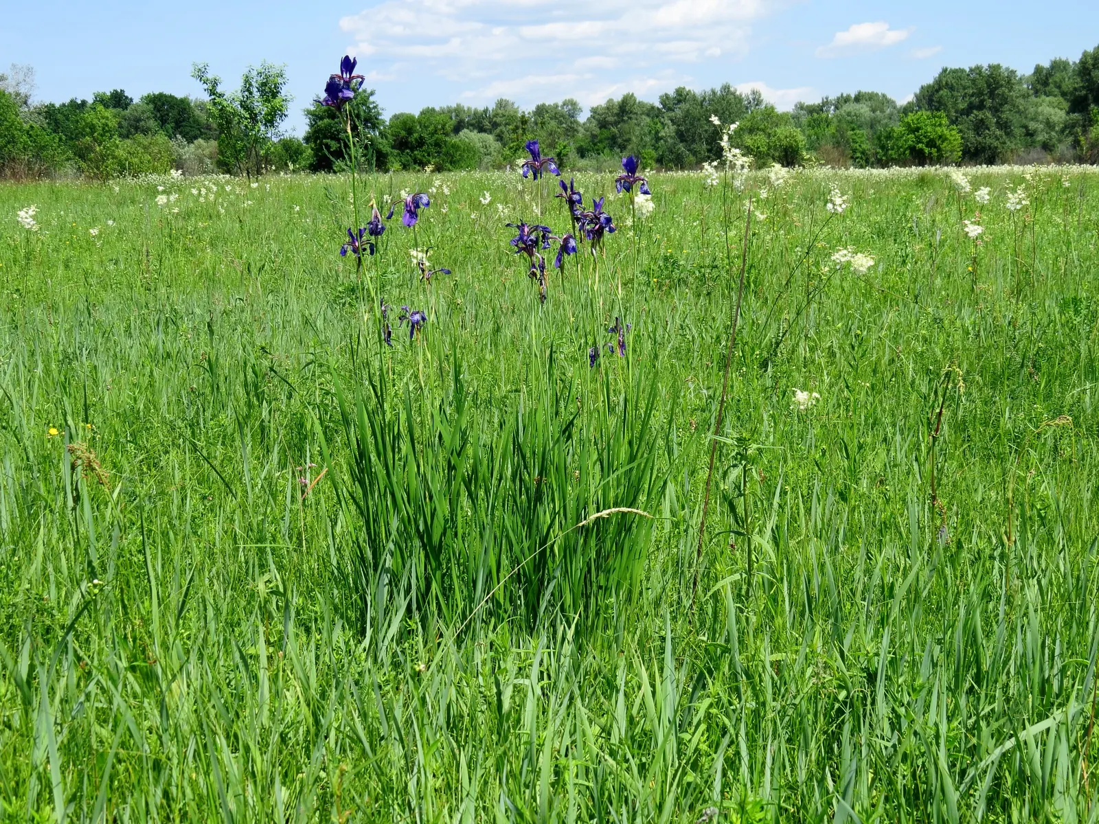 Siberian Iris (Iris Sibirica) — grass-like foliage reaching 2-3 feet in height with a spread of 1-2 feet; the flowers can display a range of colors, image 74