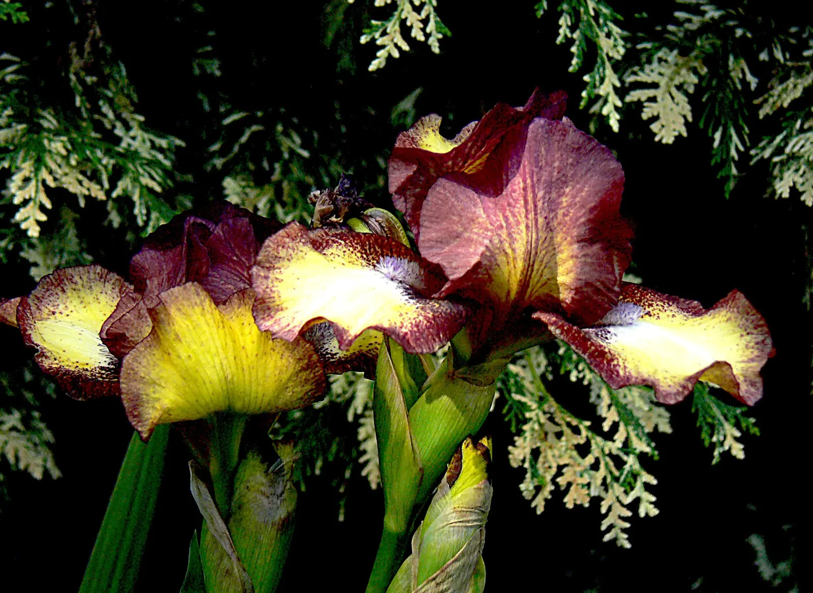 Siberian Iris (Iris Sibirica) — This elegant plant bears vibrant blue to purple flowers in late spring; it is also deer-resistant and draws in, image 99