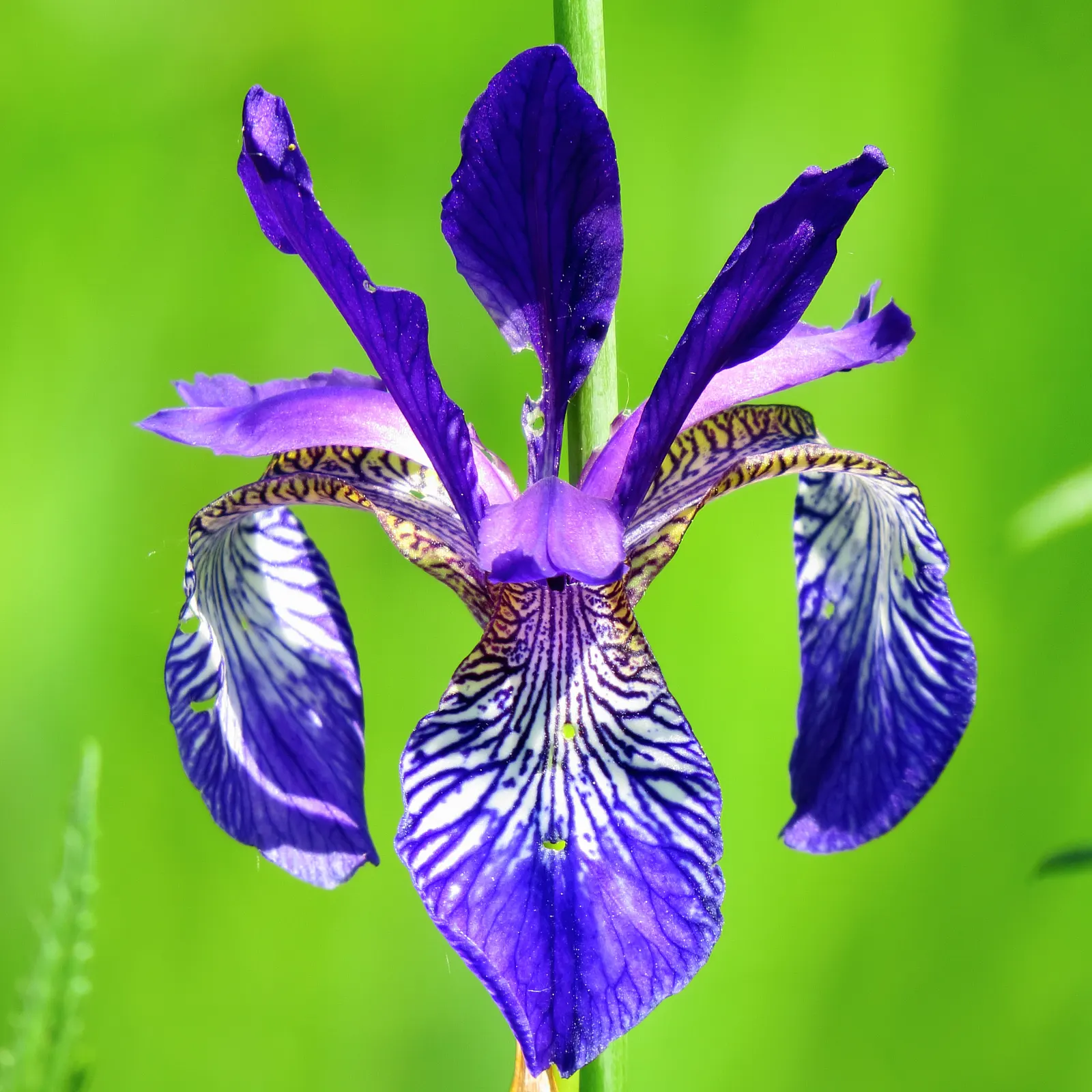 Siberian Iris (Iris Sibirica) — Typically reaching heights between 2 to 4 feet with a spread of around 1 to 2 feet