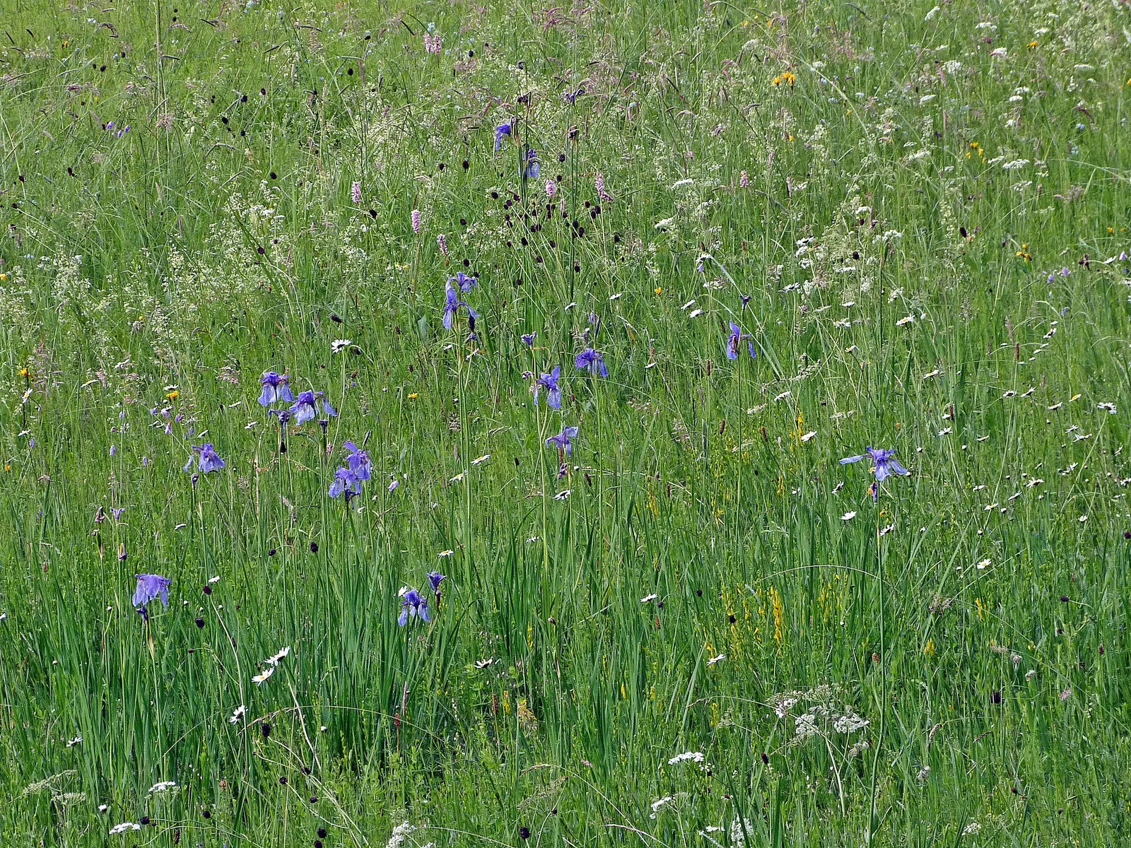 Siberian Iris (Iris Sibirica) — This iris is hardy in USDA zones 3 through 8; iris sibirica should be planted in a location that receives full sun, image 64