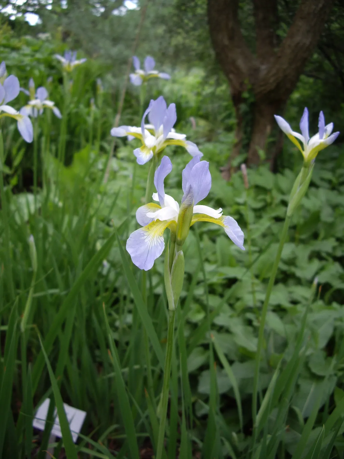 Siberian Iris (Iris Sibirica) — making it suitable for use in rain gardens or near water features; the Siberian Iris (Iris sibirica) is a captivating perennial