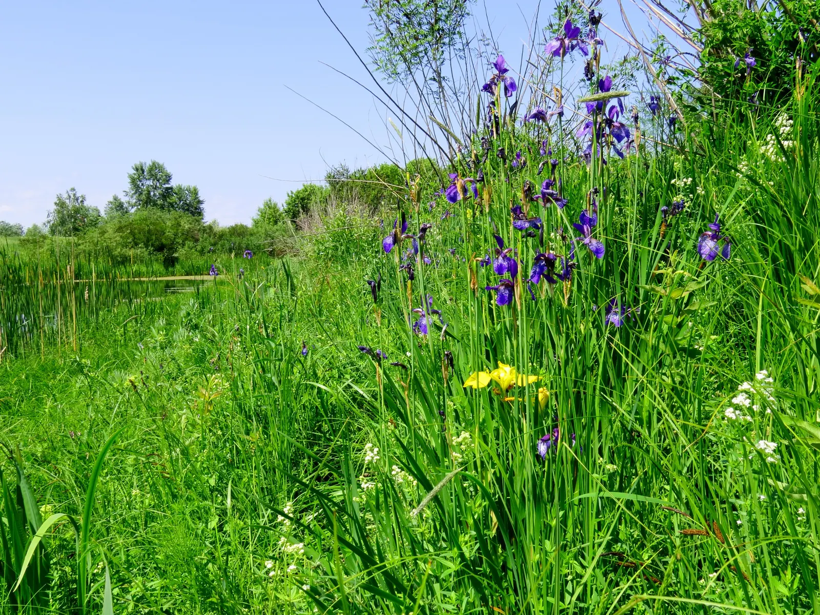 Siberian Iris (Iris Sibirica) — grass-like leaves and striking; blue and multi-colored and violet flowers in the garden, image 127