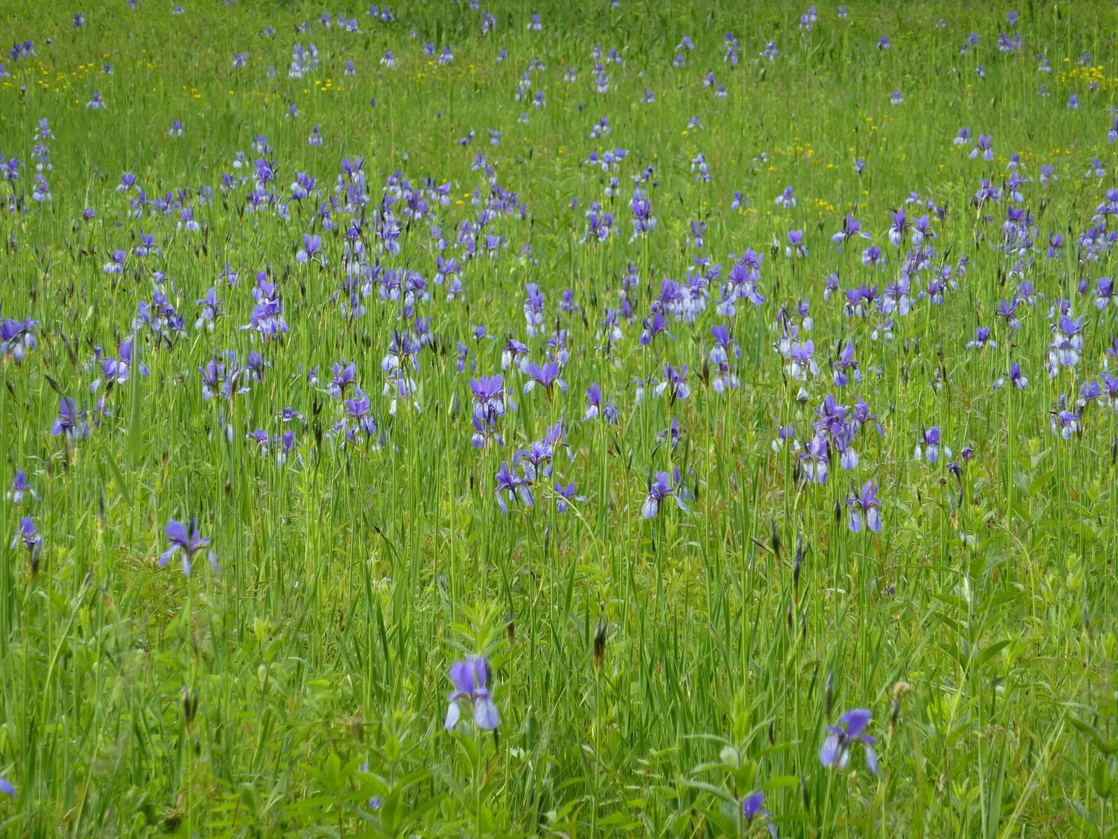 Siberian Iris (Iris Sibirica) — Siberian Iris (Iris sibirica) is a hardy perennial featuring slender; its clumping habit and vertical silhouette, image 121