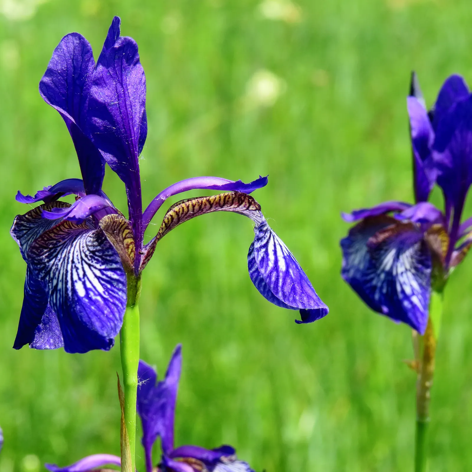 Siberian Iris (Iris Sibirica) — respectively - that are characteristic of irises.<br><br>For optimal growth; this elegant iris adds vertical, image 60