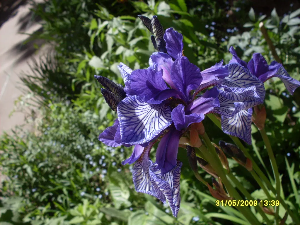 Siberian Iris (Iris Sibirica) — the Siberian Iris produces several exquisite blooms per stalk