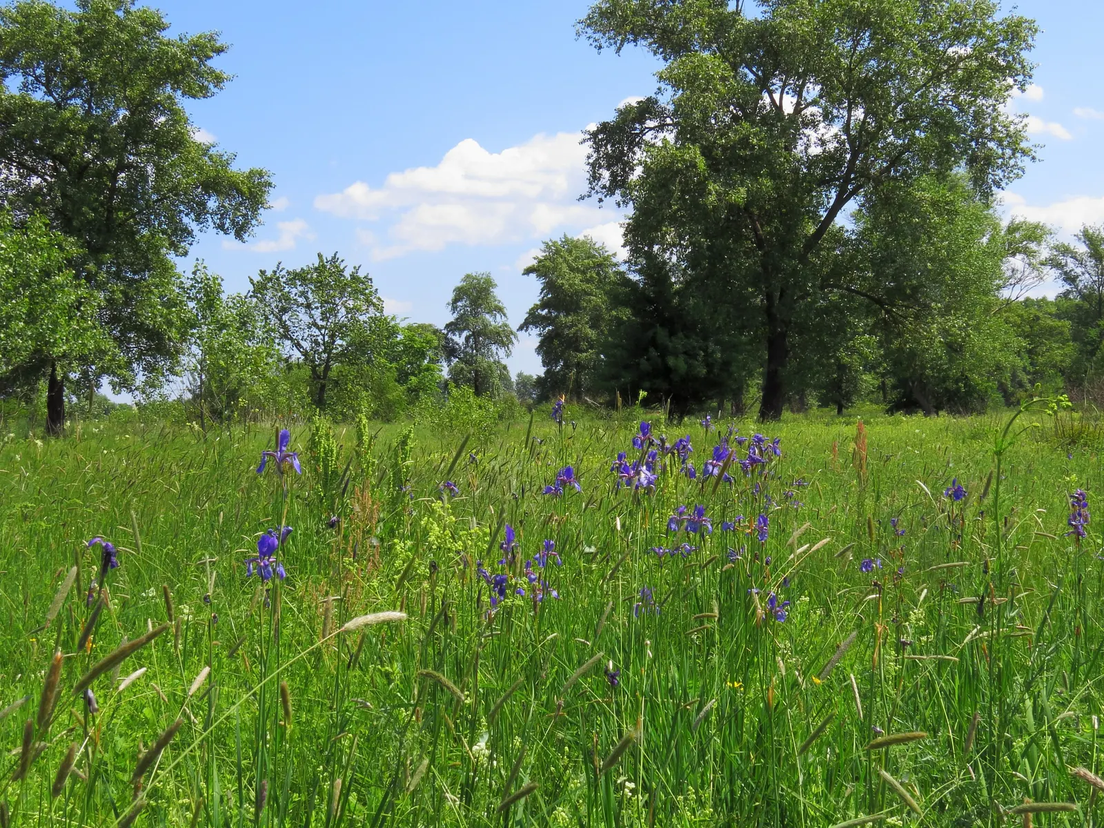 Siberian Iris (Iris Sibirica) — Thrives in full to partial sunlight and prefers moist, well-drained soil; typically reaching heights between 2 to 4, image 101
