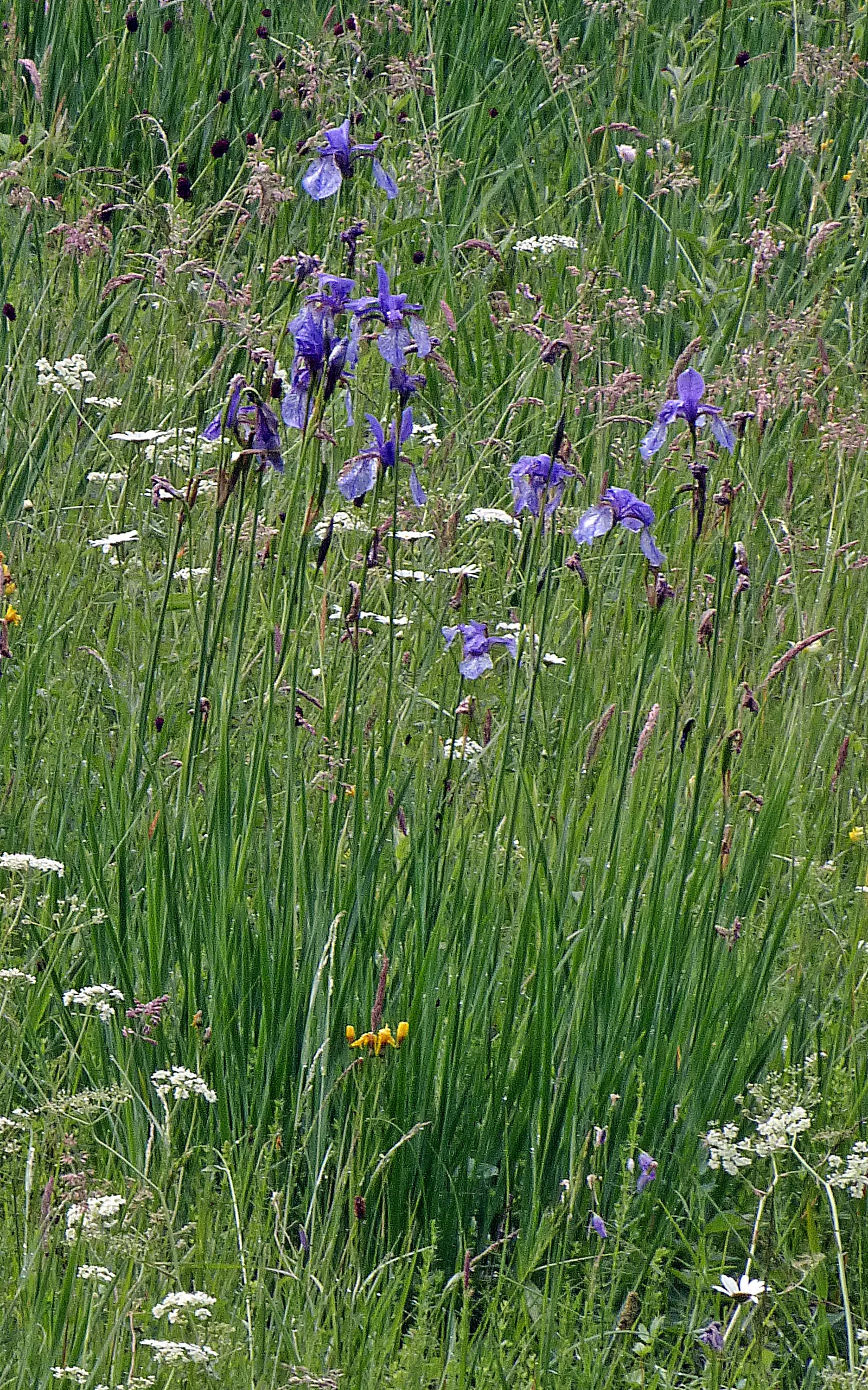 Siberian Iris (Iris Sibirica) — the Siberian Iris produces several exquisite blooms per stalk; adding both a functional and enchanting element to, image 130
