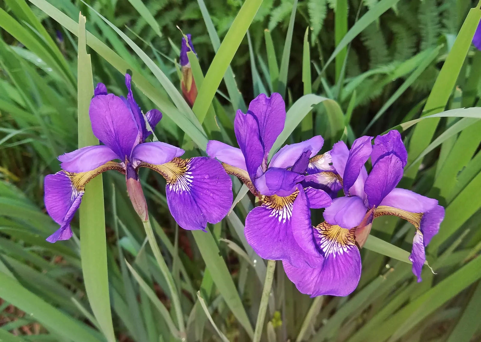 Siberian Iris (Iris Sibirica) — perennial for full or half