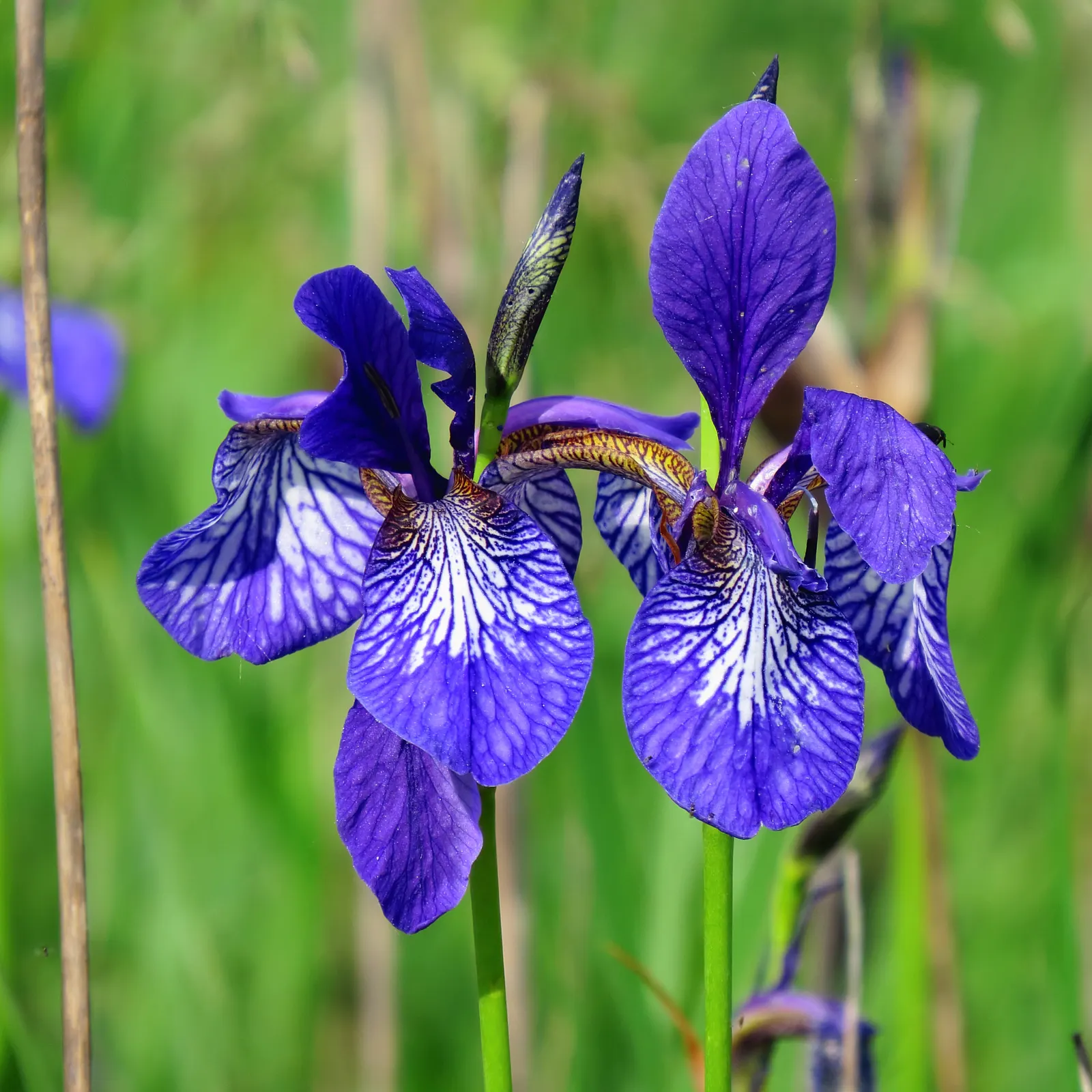 Siberian Iris (Iris Sibirica) — respectively - that are characteristic of irises.<br><br>For optimal growth; this elegant iris adds vertical, image 84