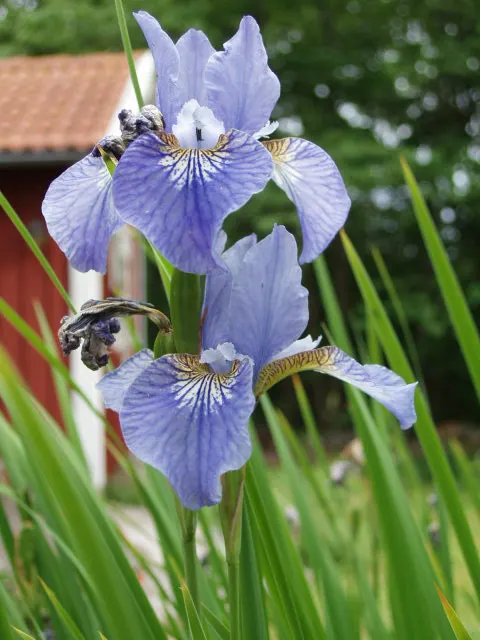 Siberian Iris (Iris Sibirica) — requiring minimal care once established