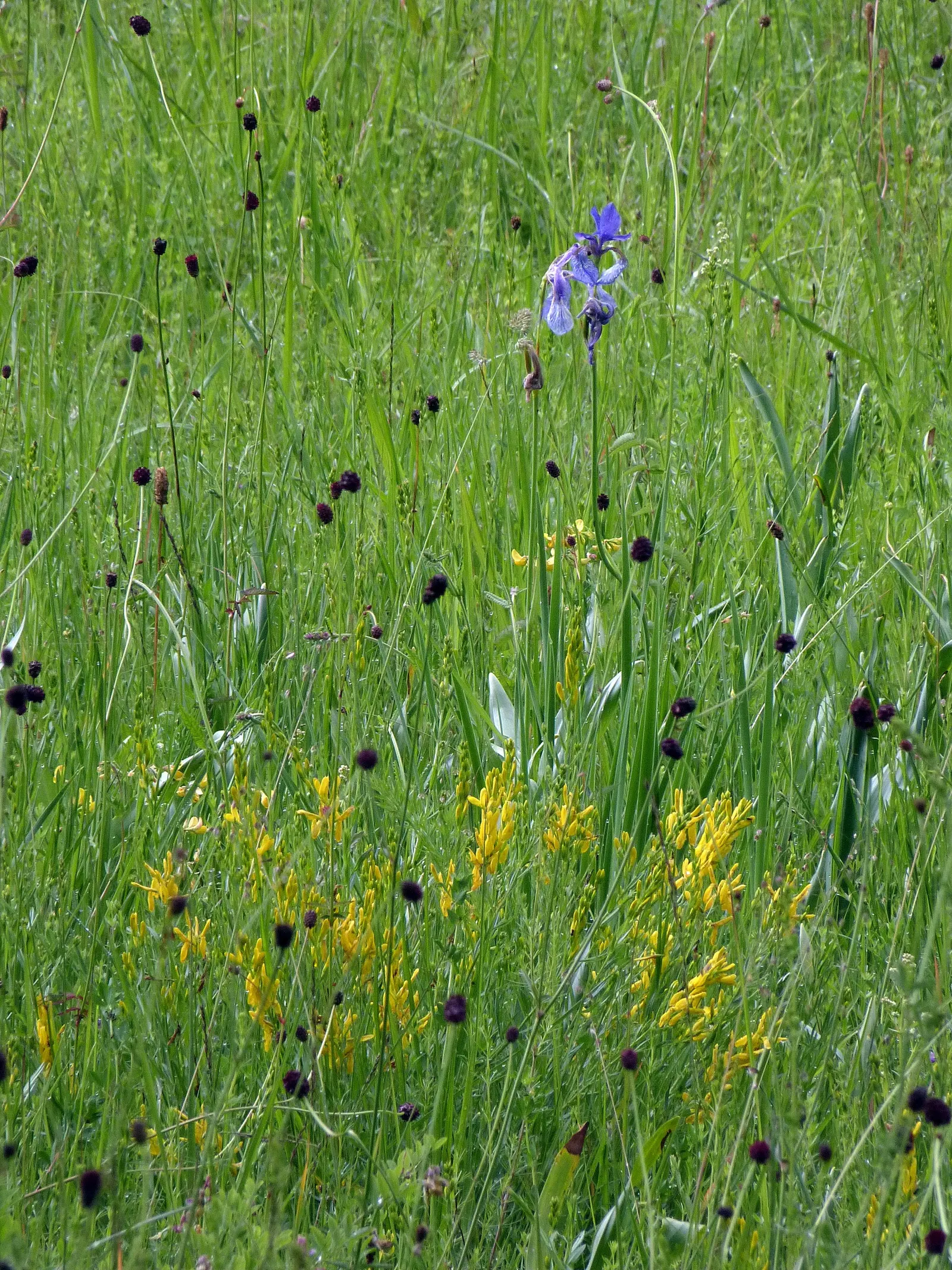 Siberian Iris (Iris Sibirica) — making it suitable for use in rain gardens or near water features; the Siberian Iris (Iris sibirica) is a, image 87