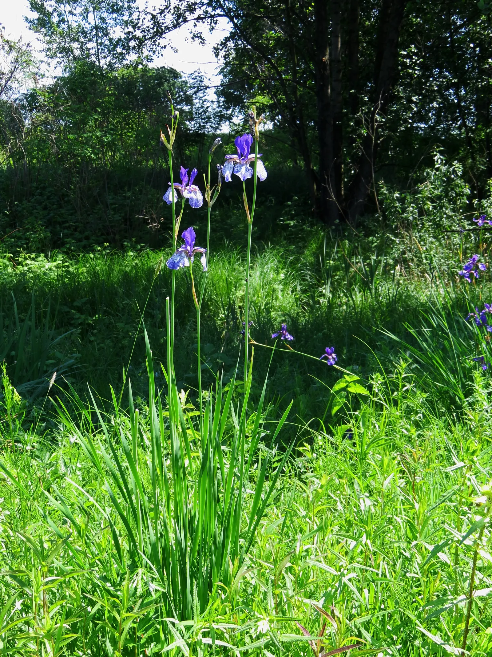 Siberian Iris (Iris Sibirica) — Its clumping habit and vertical silhouette offer striking texture to water features and borders; siberian Iris, image 100