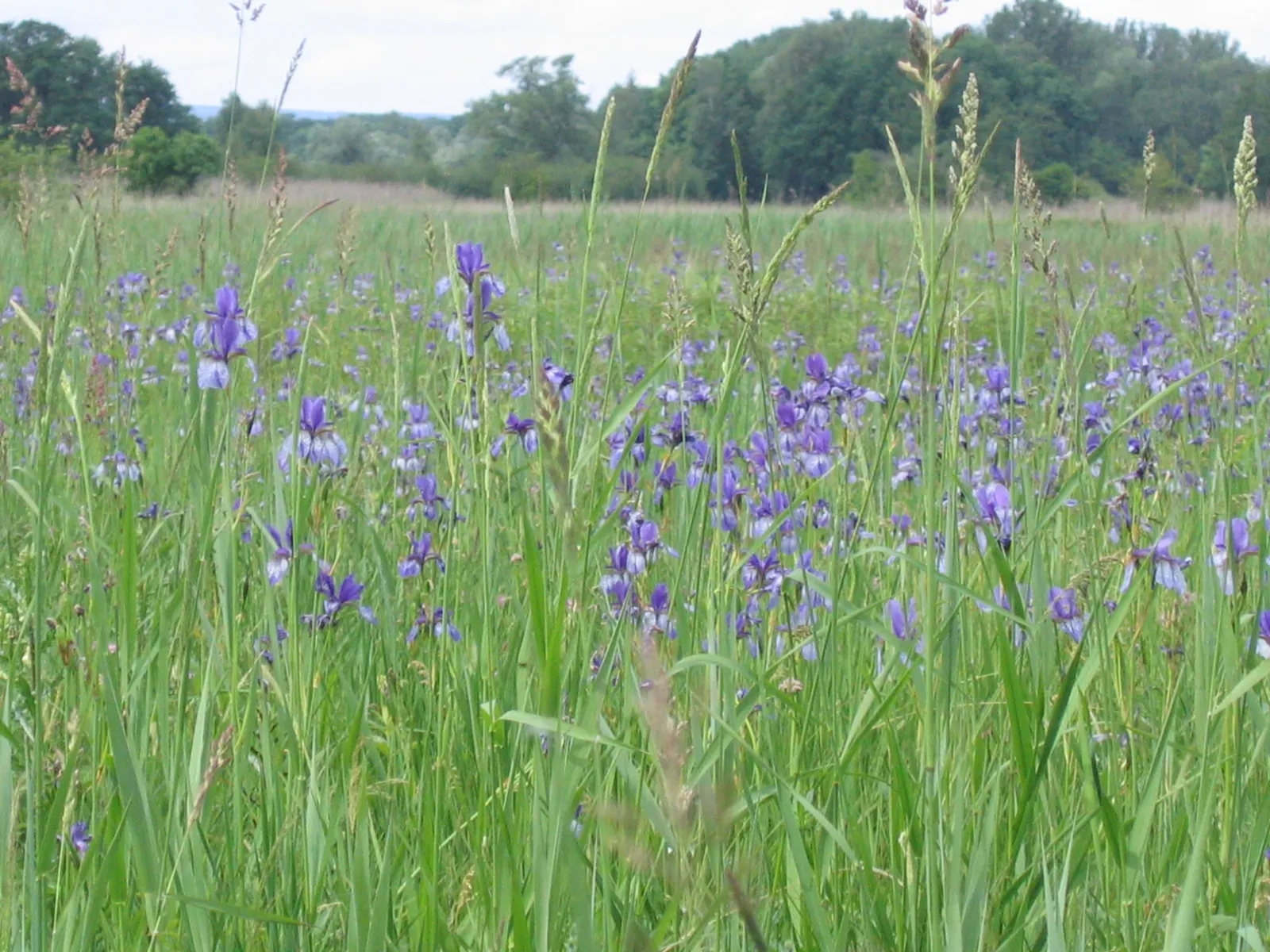Siberian Iris (Iris Sibirica) — Typically reaching heights between 2 to 4 feet with a spread of around 1 to 2 feet; thrives in full to partial, image 128