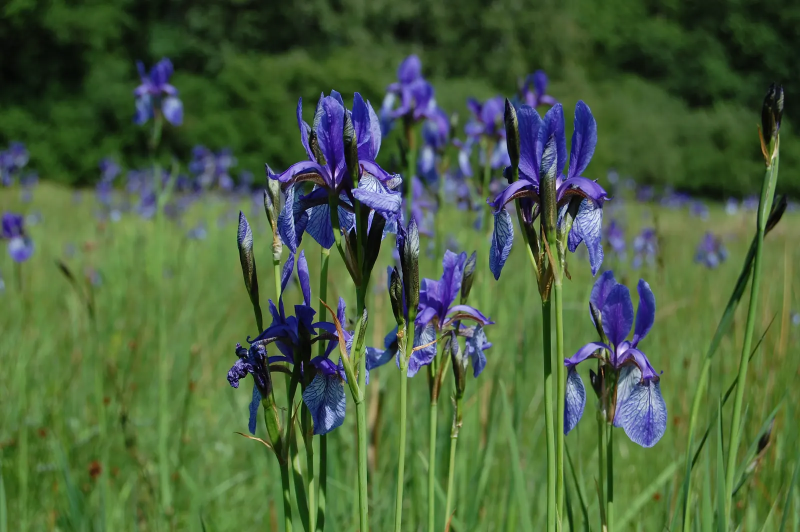 Siberian Iris (Iris Sibirica) — The flowers can display a range of colors from deep purples and blues to softer pinks and whites; grass-like, image 83