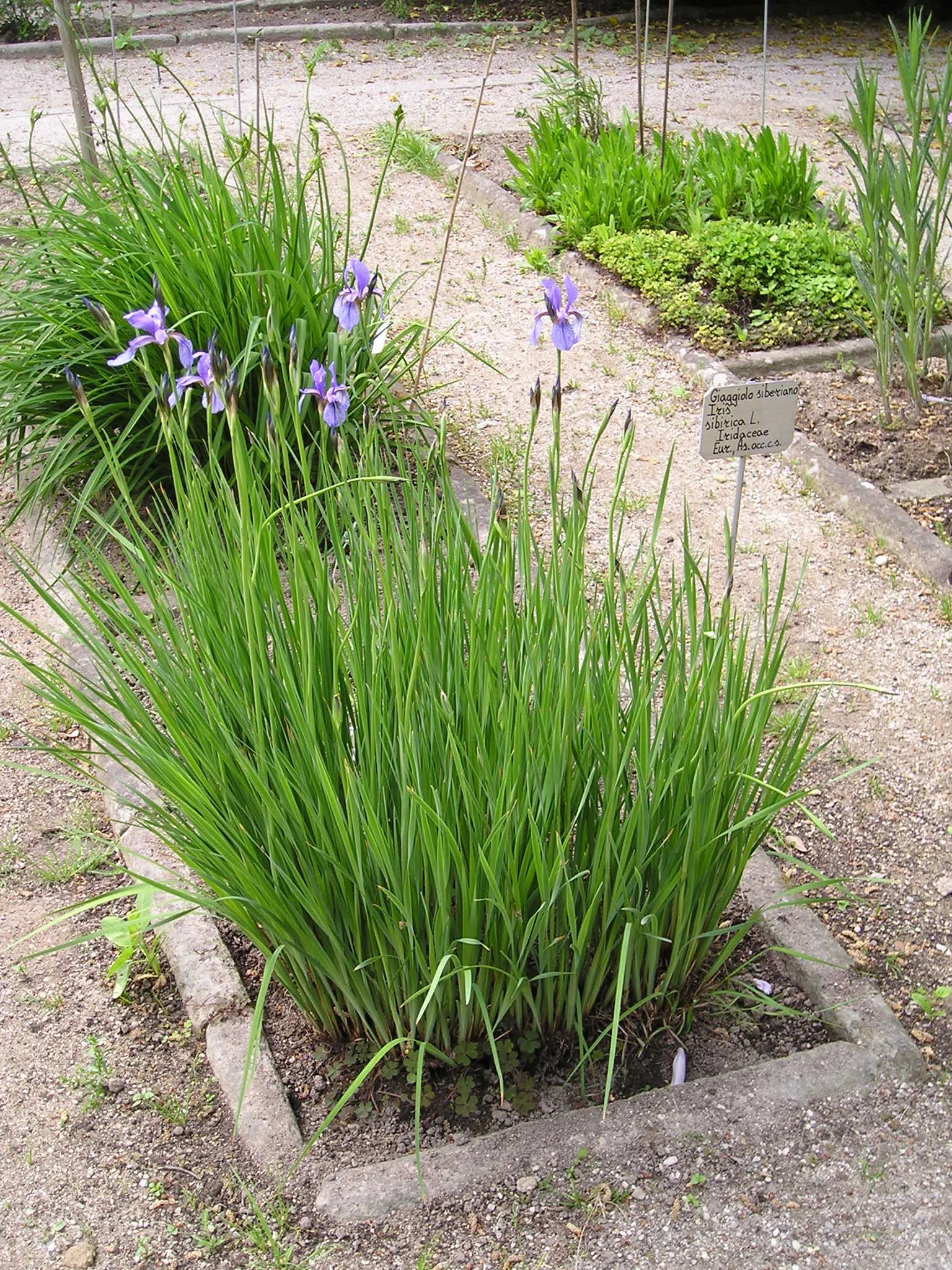 Siberian Iris (Iris Sibirica) — Iris sibirica should be planted in a location that receives full sun to part shade; this iris is hardy in USDA, image 85