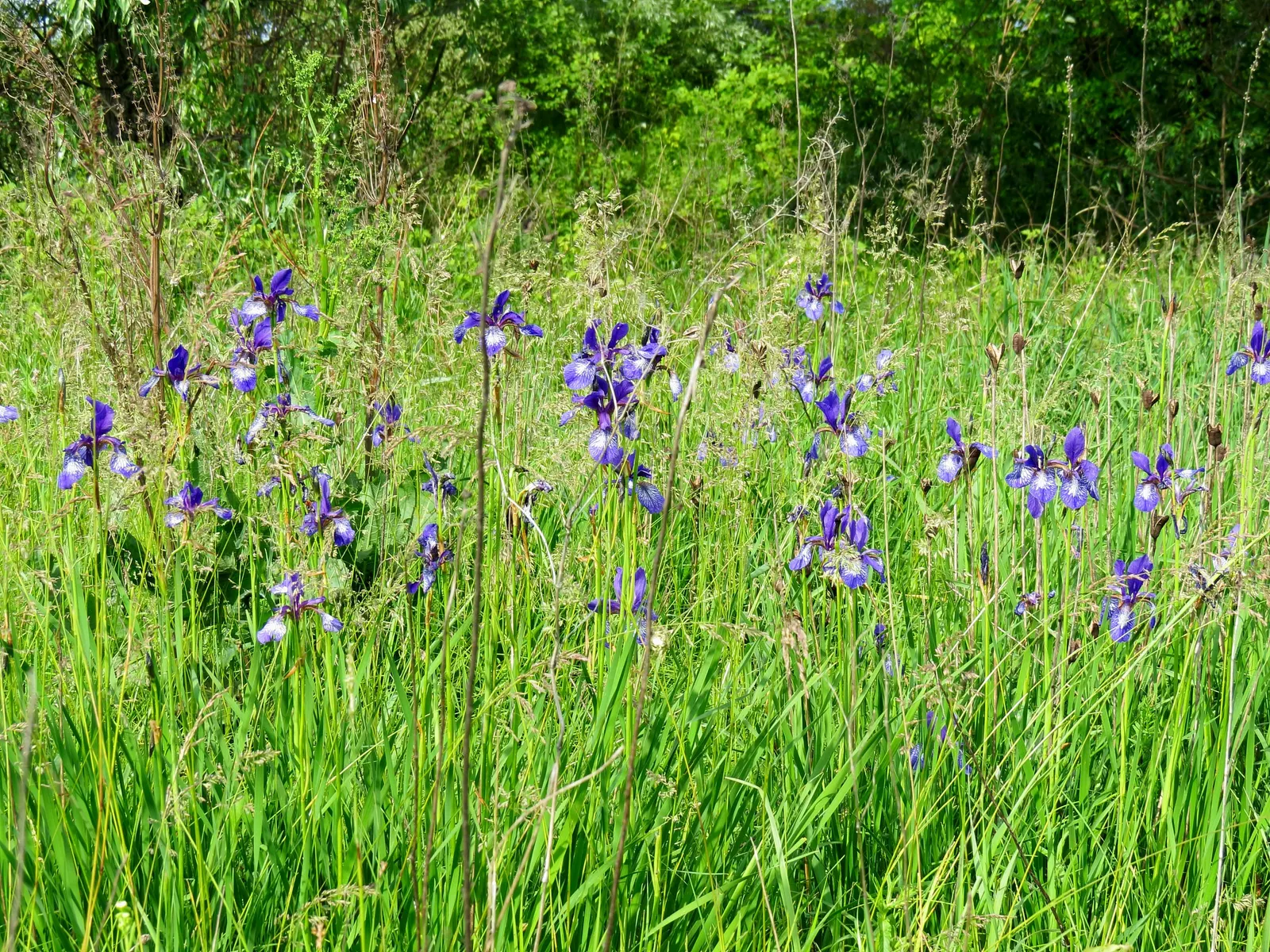 Siberian Iris (Iris Sibirica) — This iris is hardy in USDA zones 3 through 8; iris sibirica should be planted in a location that receives full sun, image 112