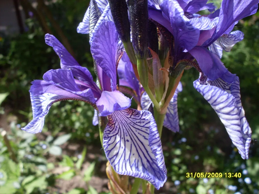 Siberian Iris (Iris Sibirica) — adding both a functional and enchanting element to the garden setting; the Siberian Iris produces several exquisite, image 115