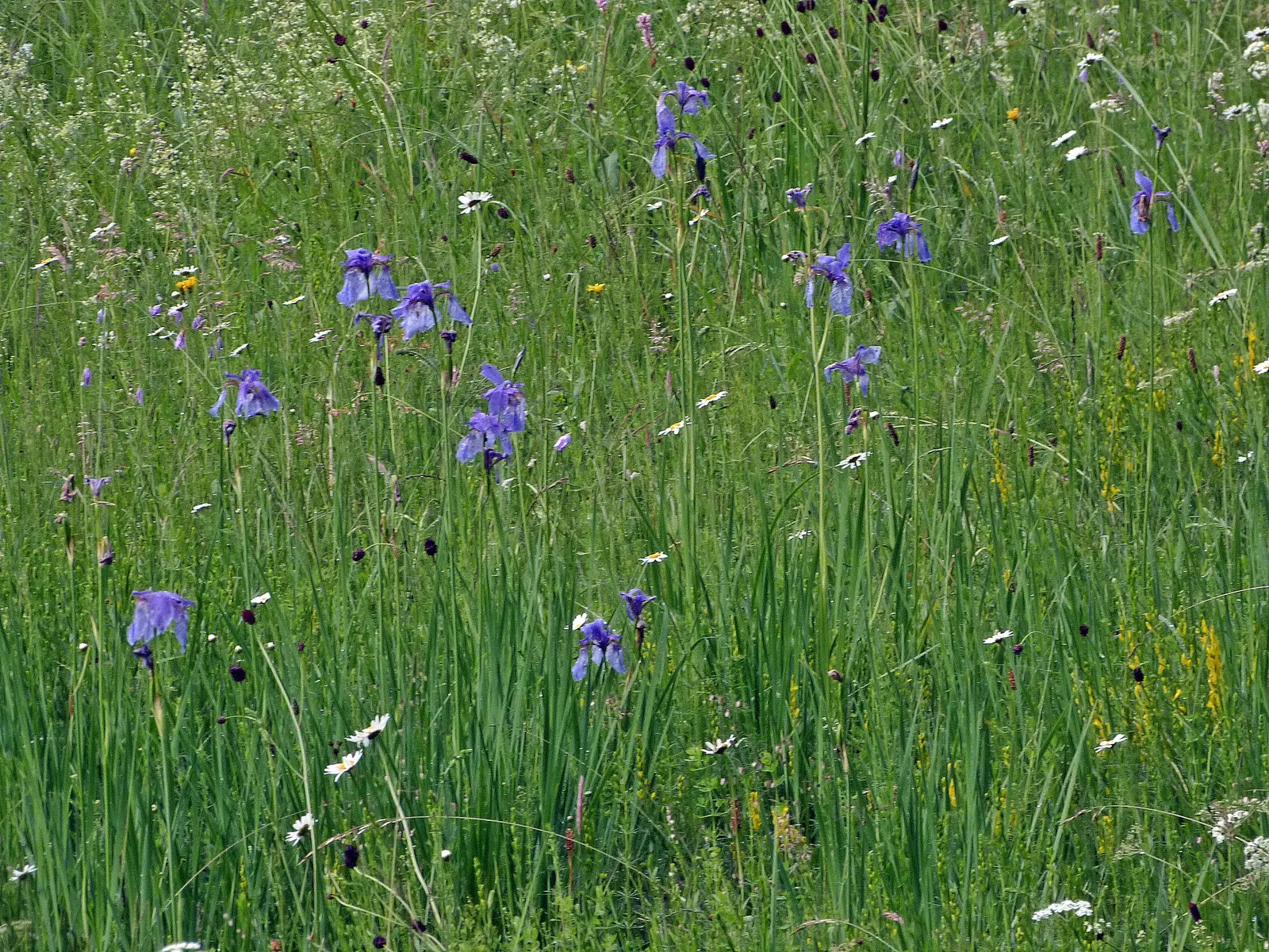 Siberian Iris (Iris Sibirica) — grass-like leaves and striking; blue and multi-colored and violet flowers in the garden, image 103
