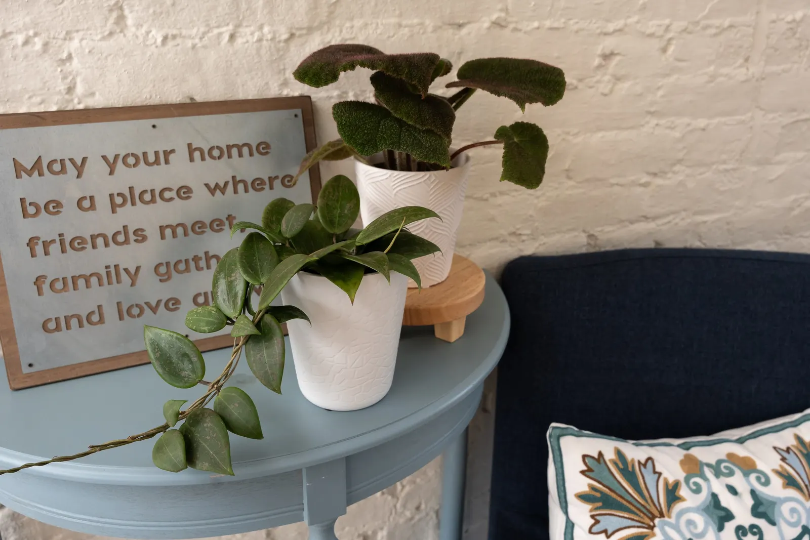 Blushing Sunset™ Wax Vine (Hoya wibergiae) — ovate dark green leaves splashed pale silver to blush pink
