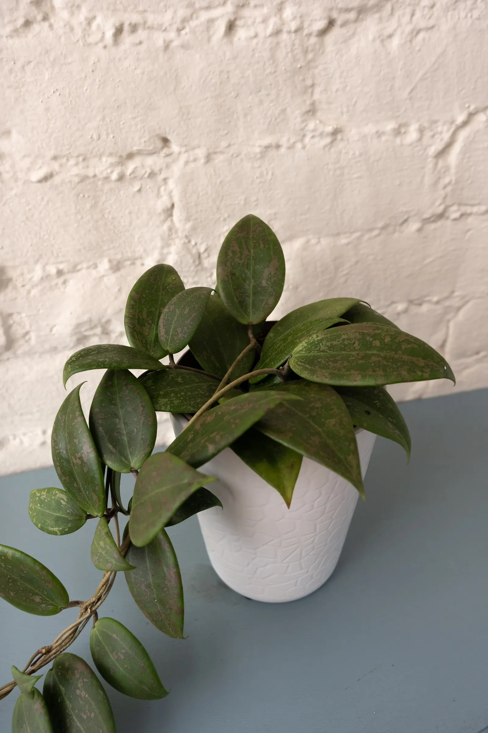 Blushing Sunset™ Wax Vine (Hoya wibergiae) — protecting it from harsh midday sun