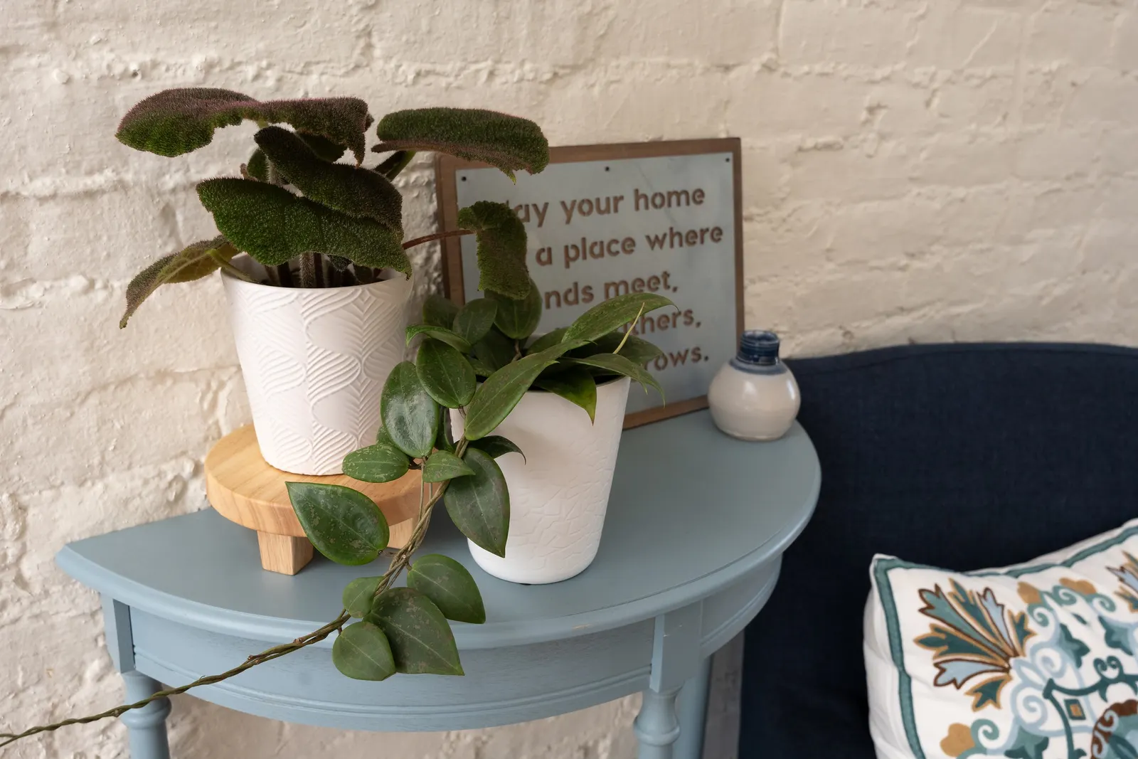 Blushing Sunset™ Wax Vine (Hoya wibergiae) — The Hoya wibergiae is a trailing houseplant with fleshy