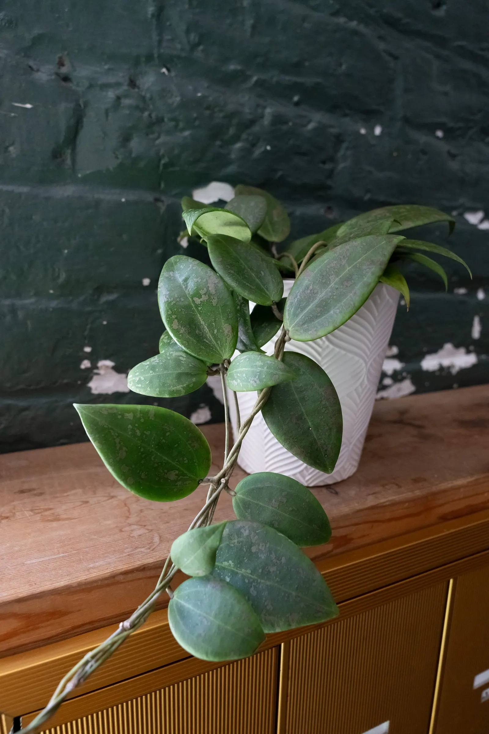 Blushing Sunset™ Wax Vine (Hoya wibergiae) — This Proven Winners® selection typically trails 12-24 inches, suiting shelves, desktops, and hanging pots