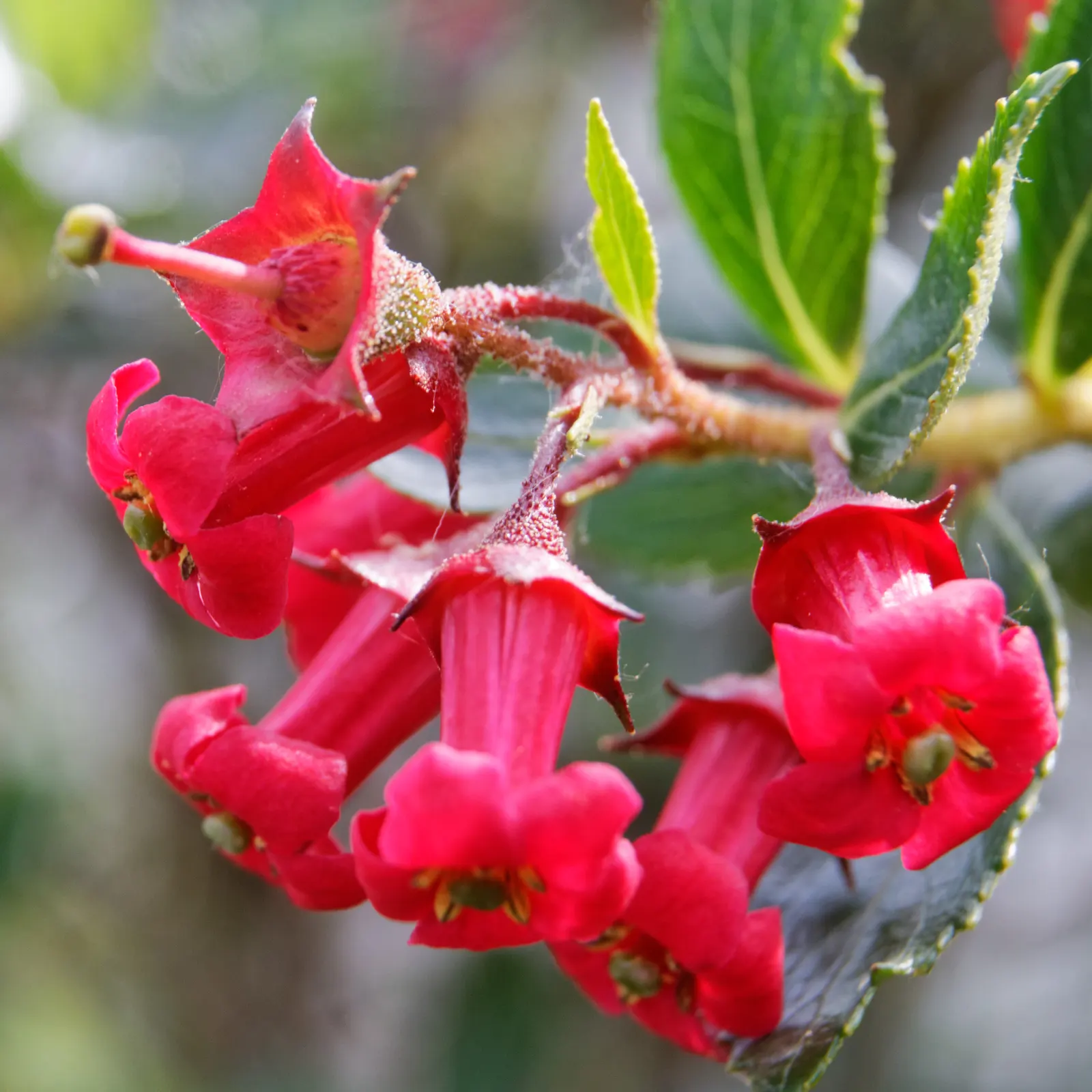 Red Escallonia (Escallonia Rubra) — is an evergreen shrub with glossy leaves reaching 8-10 ft in height and 4-6 ft in width; it thrives in full sun, image 59