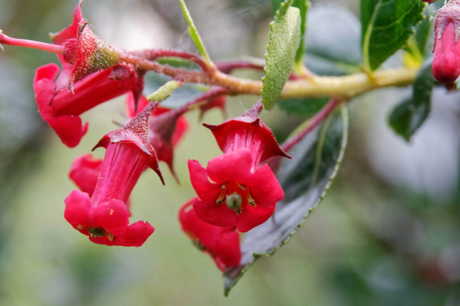 Red Escallonia (Escallonia Rubra) — Regular pruning maintains its dense, bushy form
