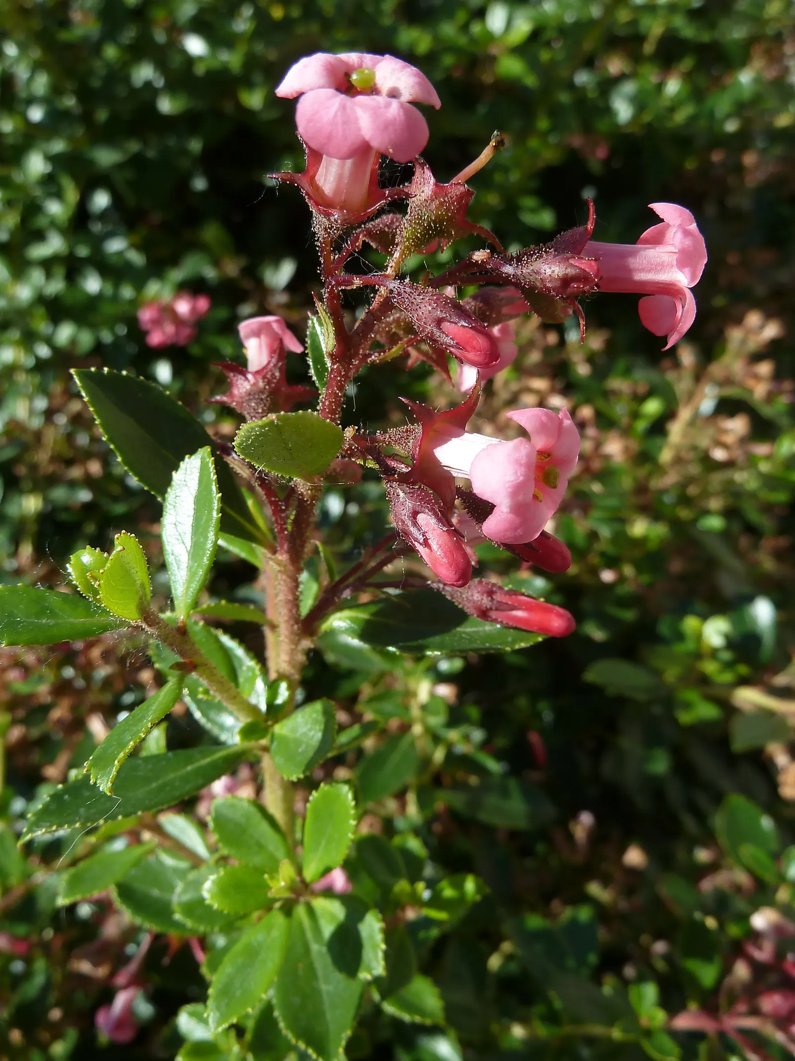 Red Escallonia (Escallonia Rubra) — is a compelling addition to any landscape design