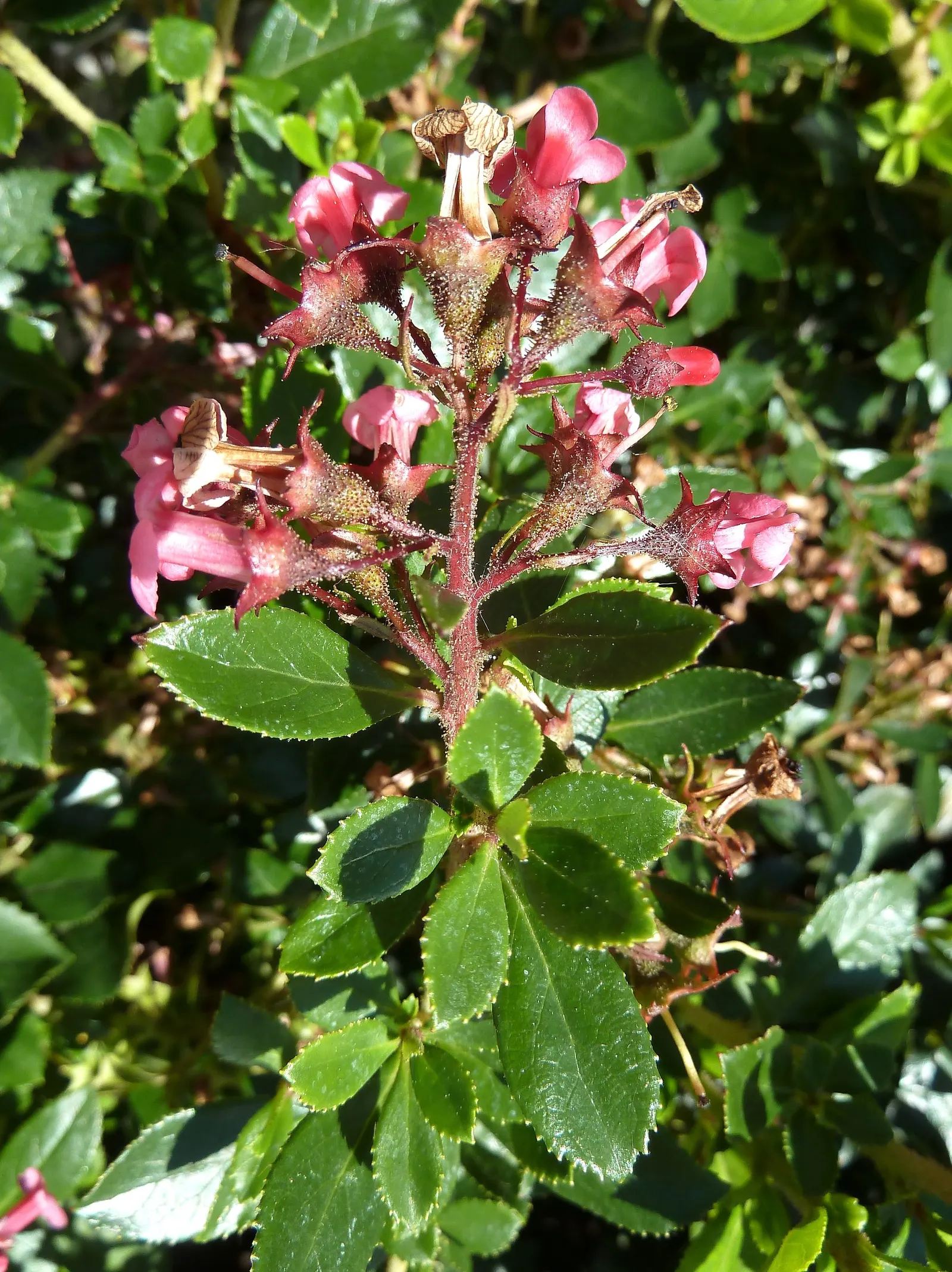 Red Escallonia (Escallonia Rubra) — combining both ornamental and practical features