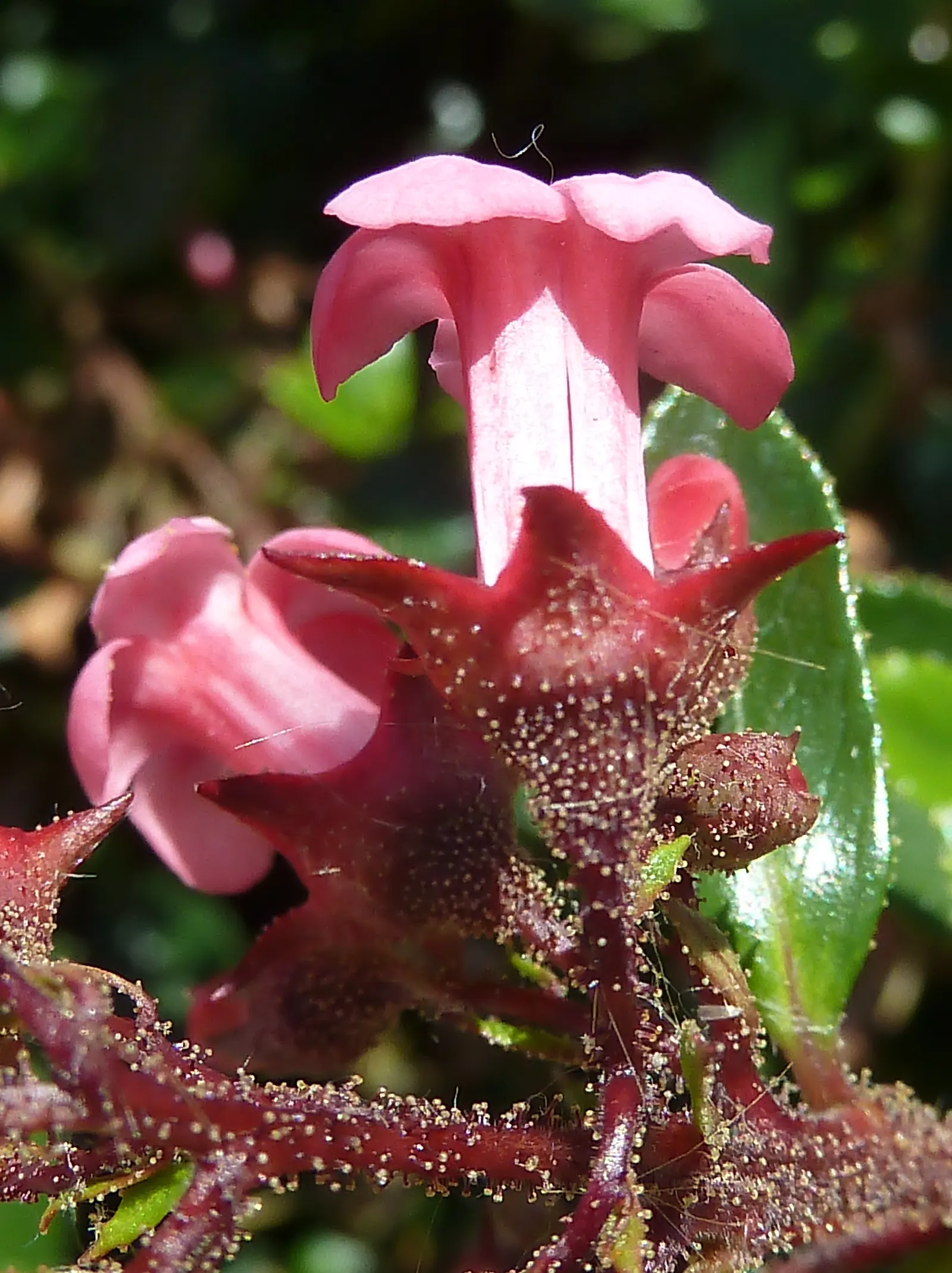 Red Escallonia (Escallonia Rubra) — making it an excellent choice for hedges or privacy screens