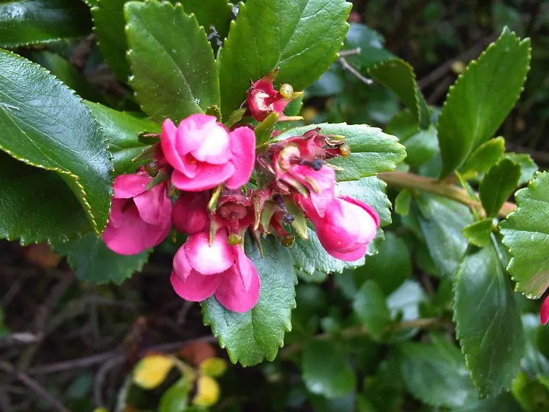 Red Escallonia (Escallonia Rubra) — it thrives in full sun to partial shade and requires well-drained soil; it stands up to coastal conditions and, image 62