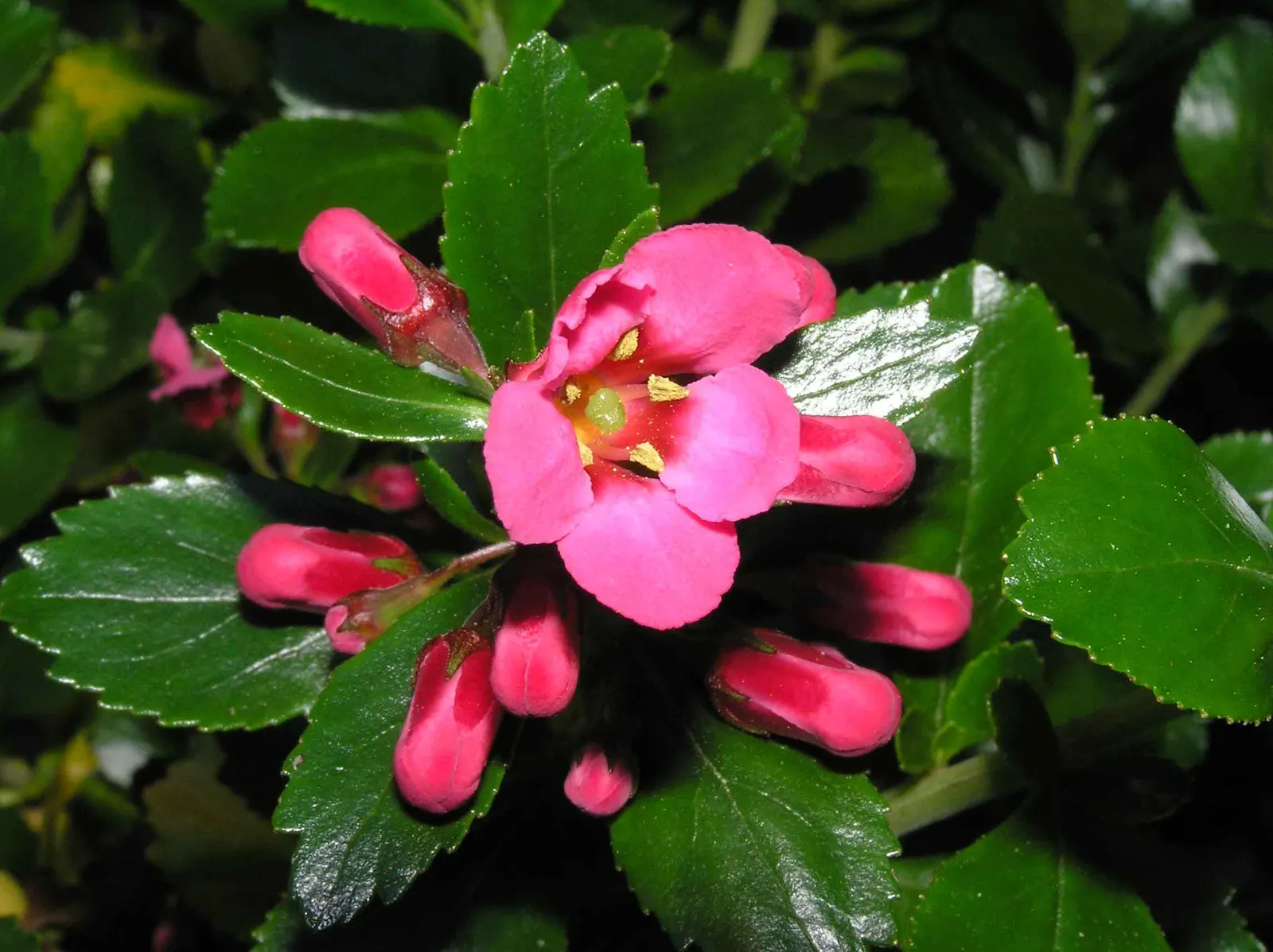 Red Escallonia (Escallonia Rubra) — evergreen shrub originates from South America and boasts a bushy