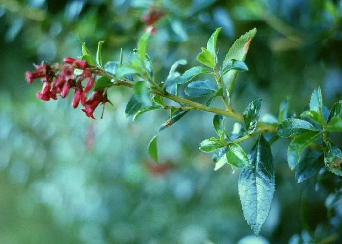Red Escallonia (Escallonia Rubra) — shrub with red blooms; making it a resilient choice for diverse climates