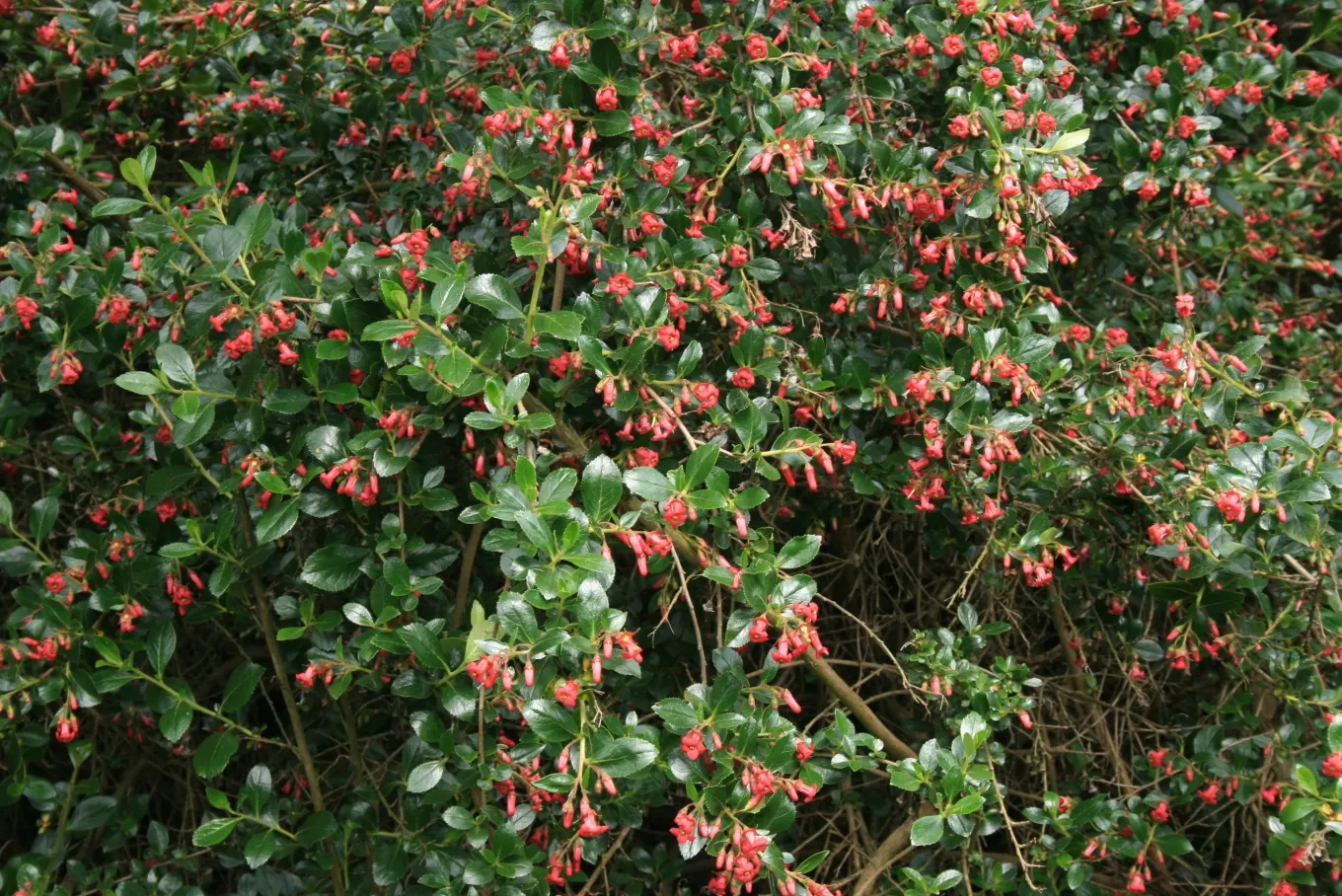 Red Escallonia (Escallonia Rubra) — Ideal for hedges or screens in zones 8-10; exhibits considerable drought tolerance, image 61