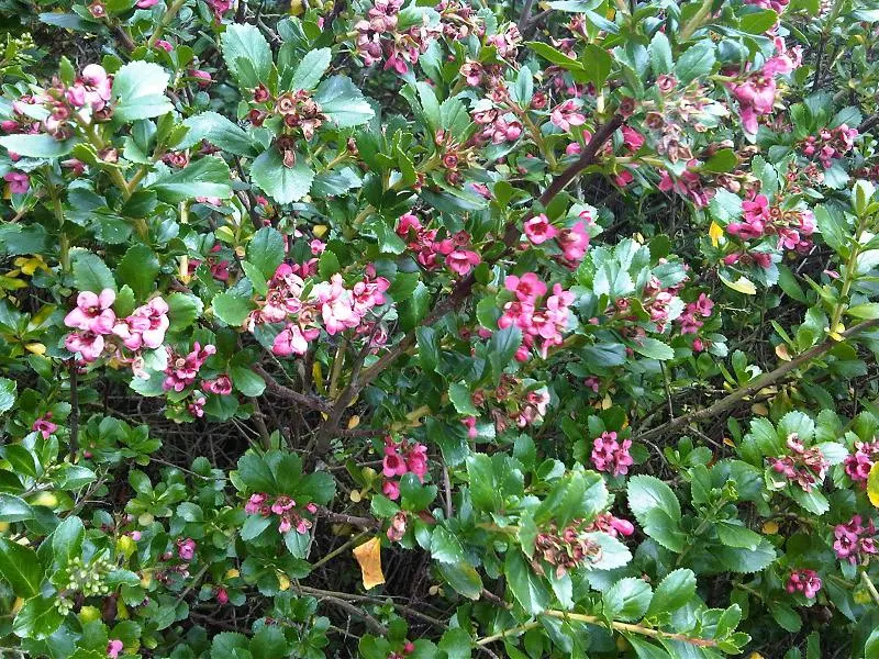 Red Escallonia (Escallonia Rubra) — Regular pruning maintains its dense, bushy form; ideal for hedges or screens in zones 8-10, image 63