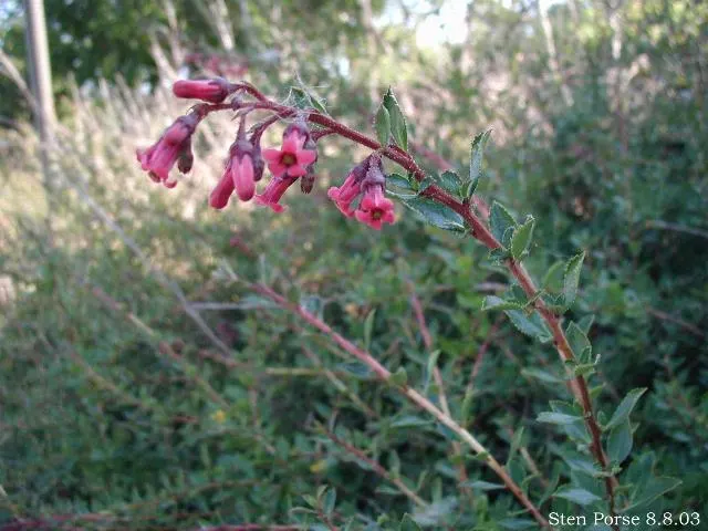 Red Escallonia (Escallonia Rubra) — scientifically known as Escallonia rubra; making it an excellent choice for hedges or privacy screens, image 64