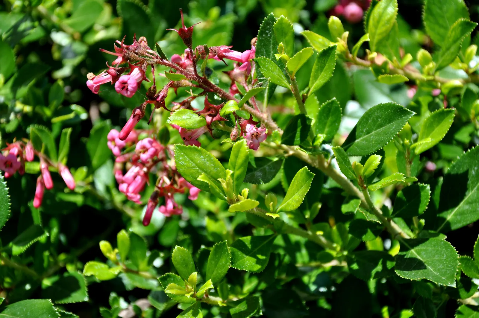Red Escallonia (Escallonia Rubra) — shrub for half or shade; making it a versatile component in varied garden designs
