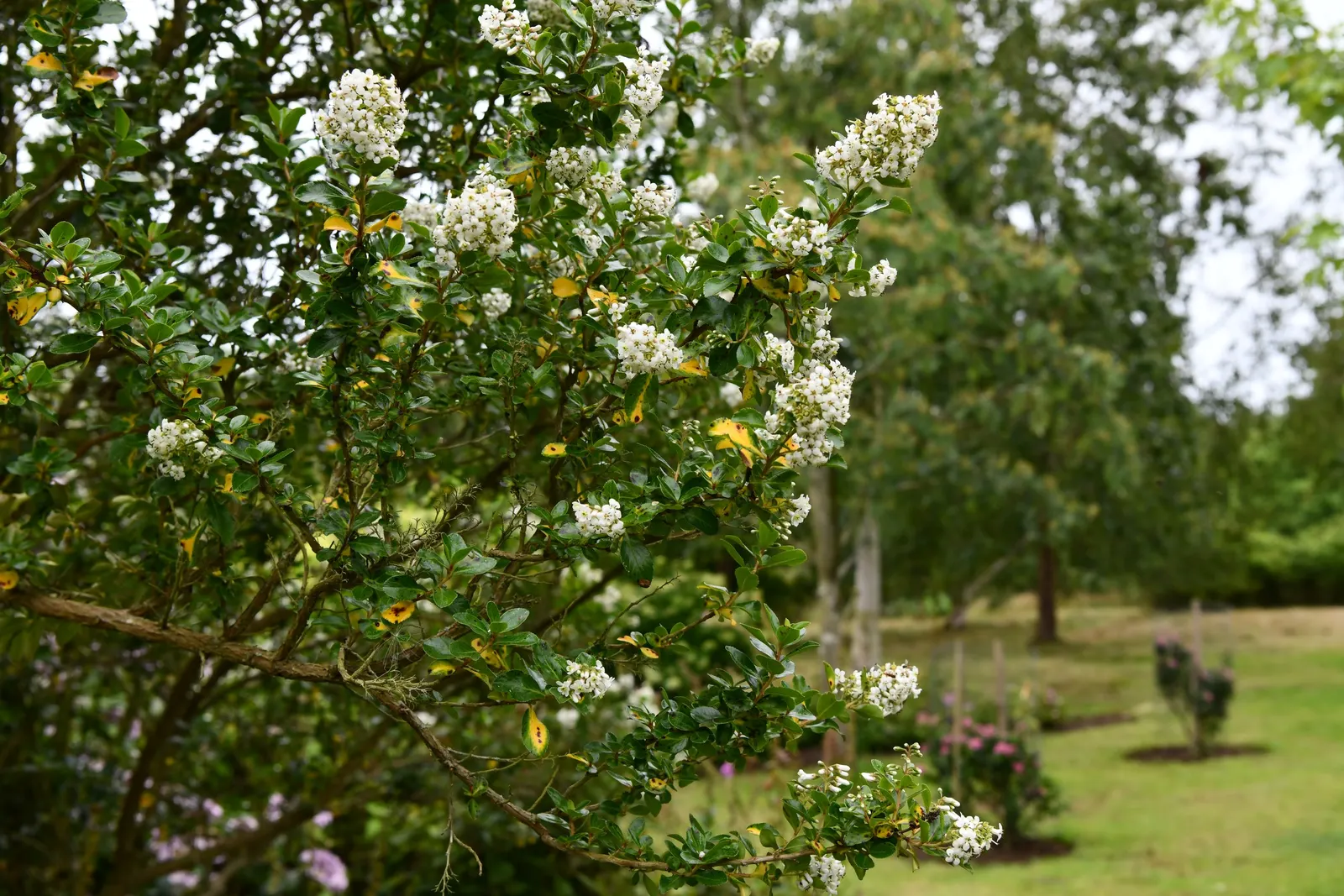Red Escallonia (Escallonia Rubra) — evergreen shrub originates from South America and boasts a bushy; this hardy plant boasts clusters of vibrant, image 67