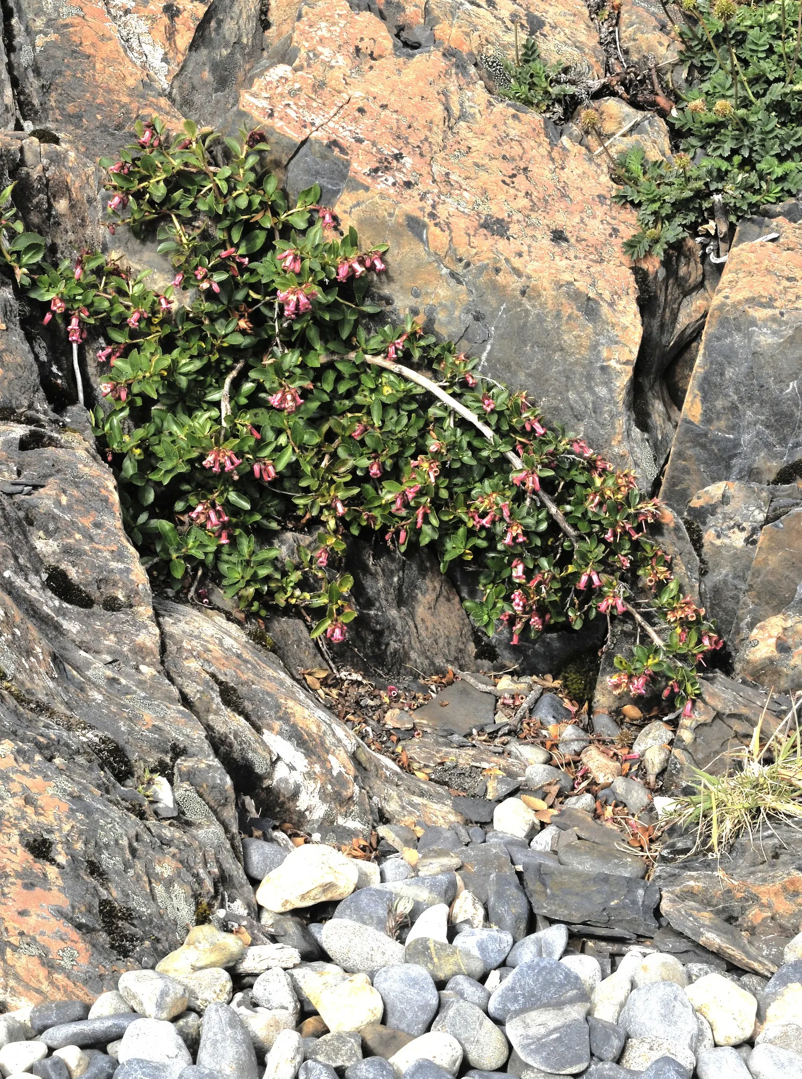 Red Escallonia (Escallonia Rubra) — Escallonia rubra requires a sunny to a partially shaded location